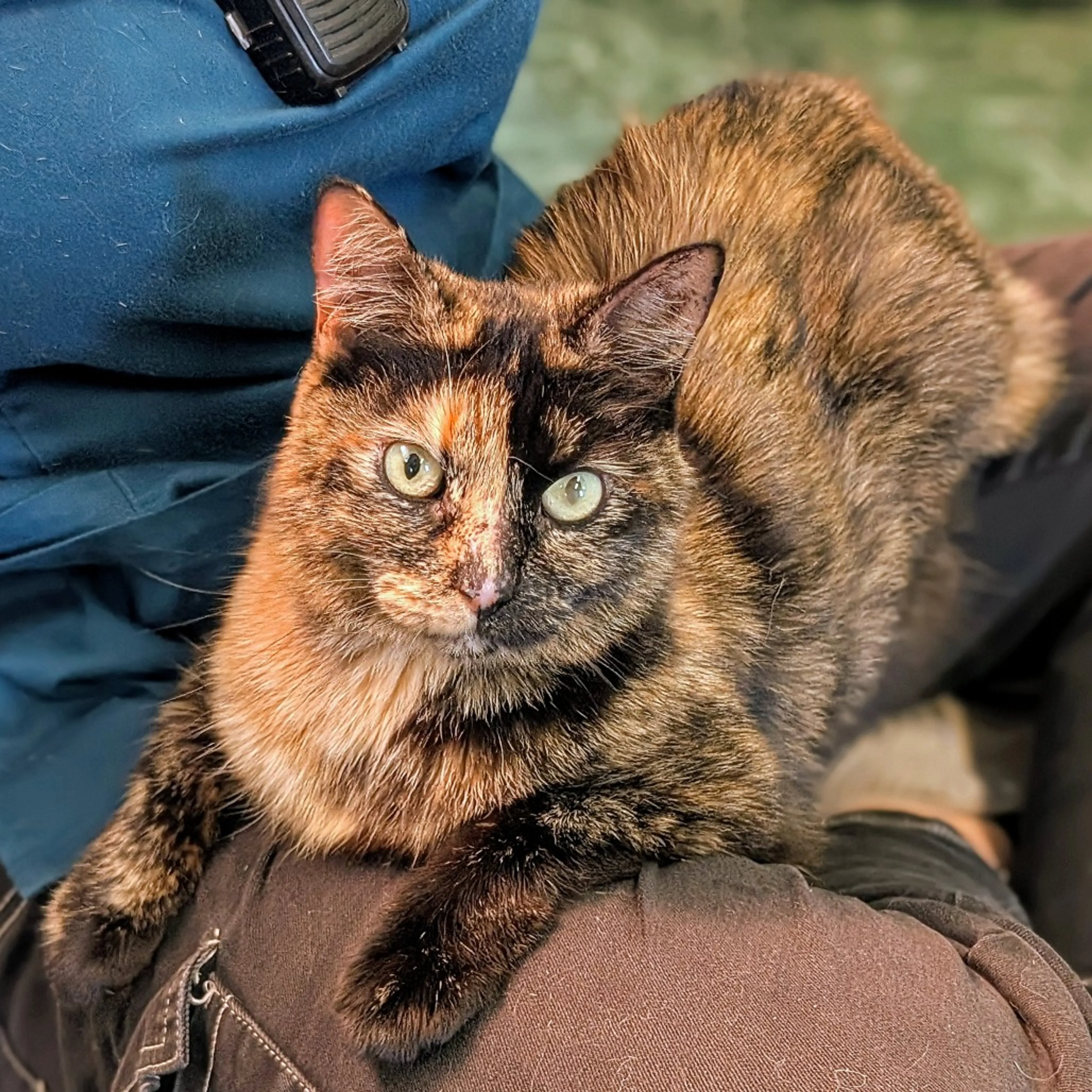 Found pet-5