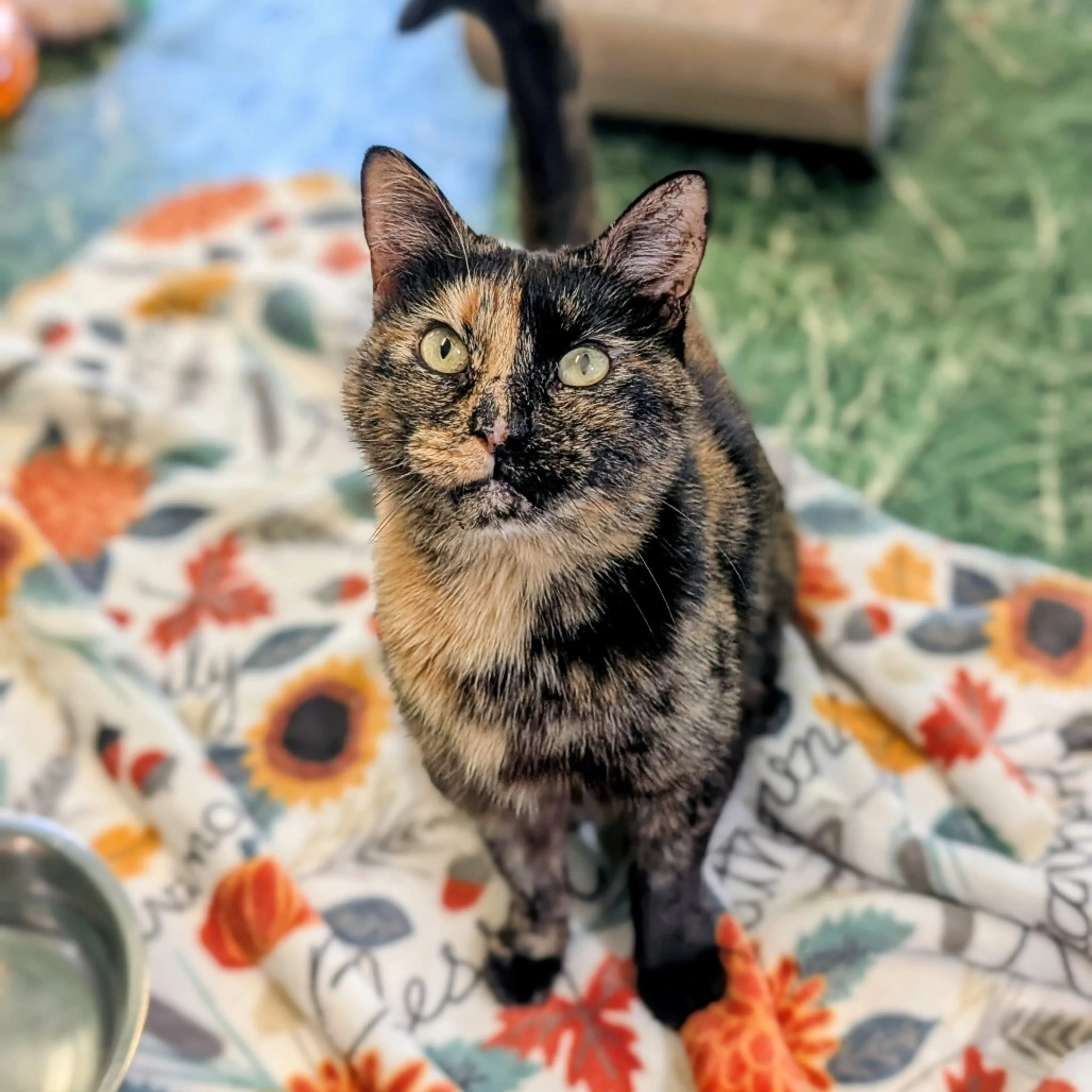 Found pet-7