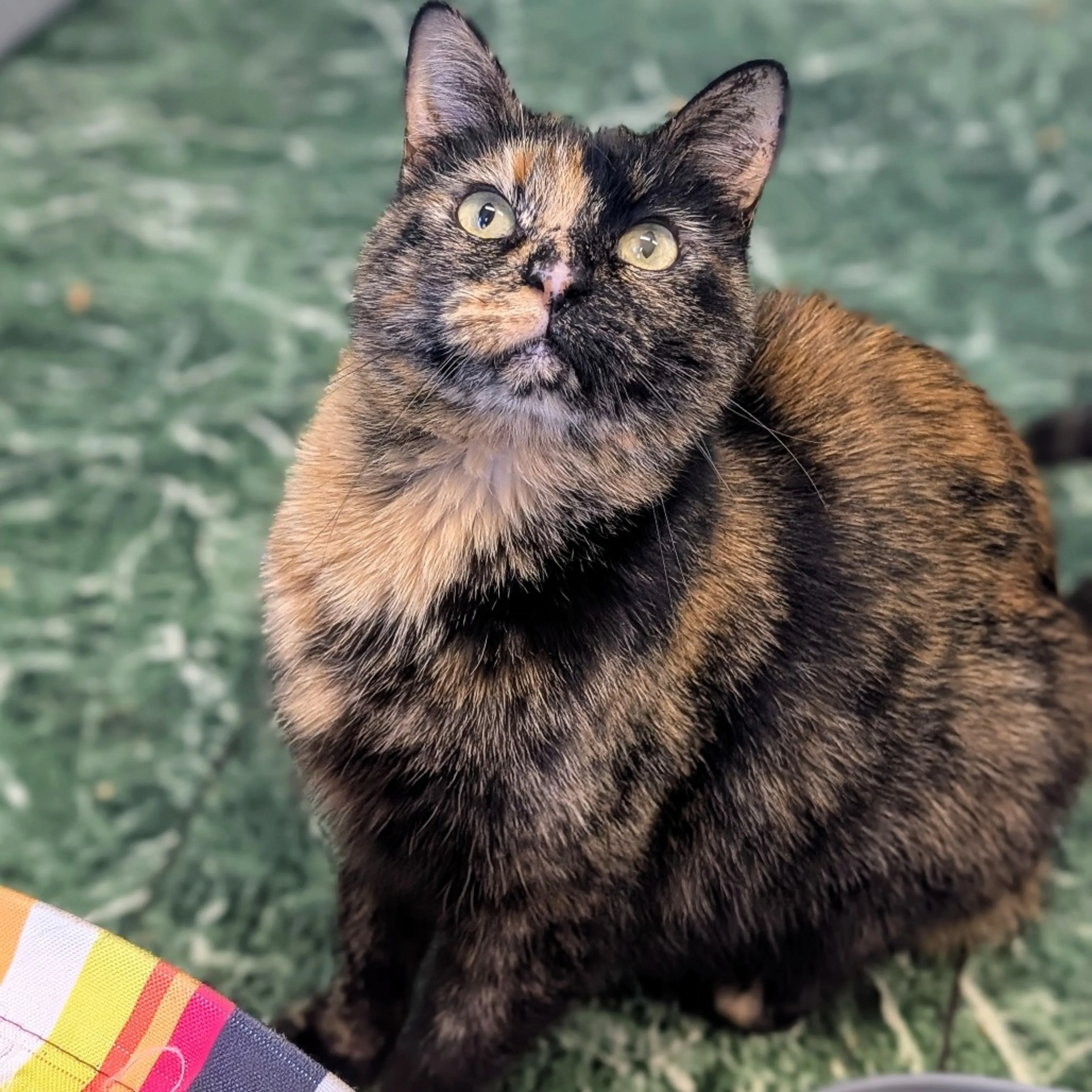 Found pet-6