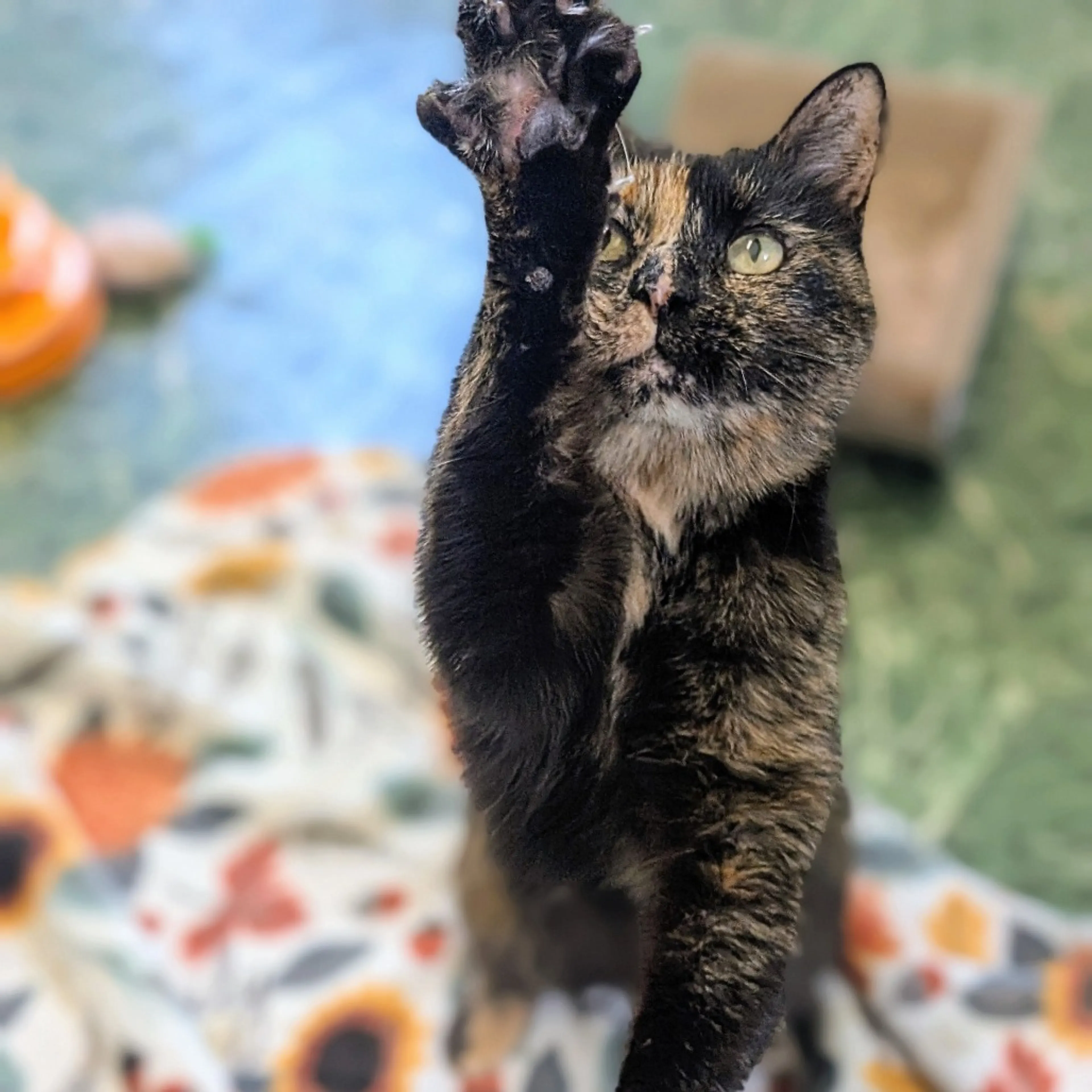 Found pet-8