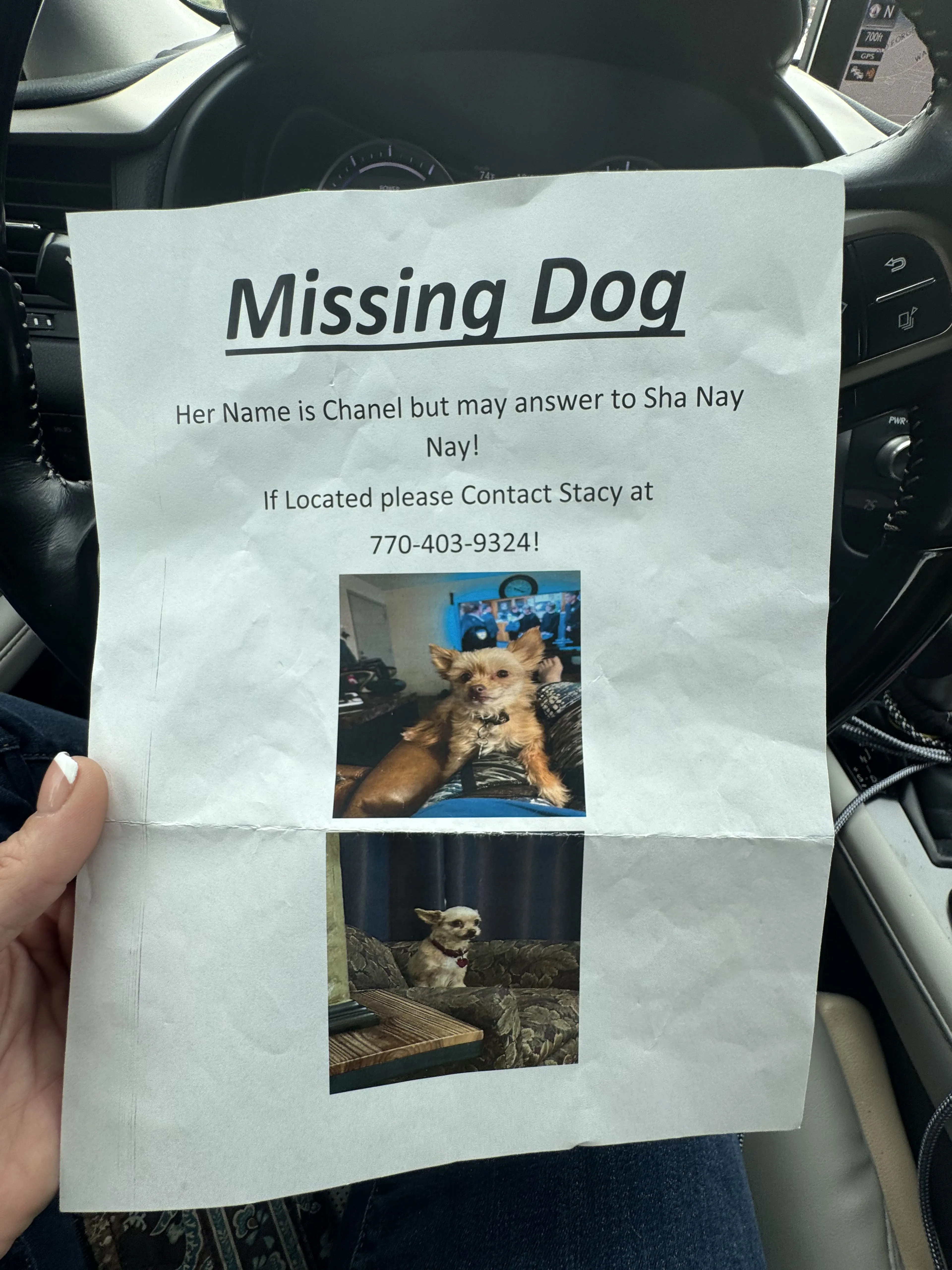 Lost pet-0
