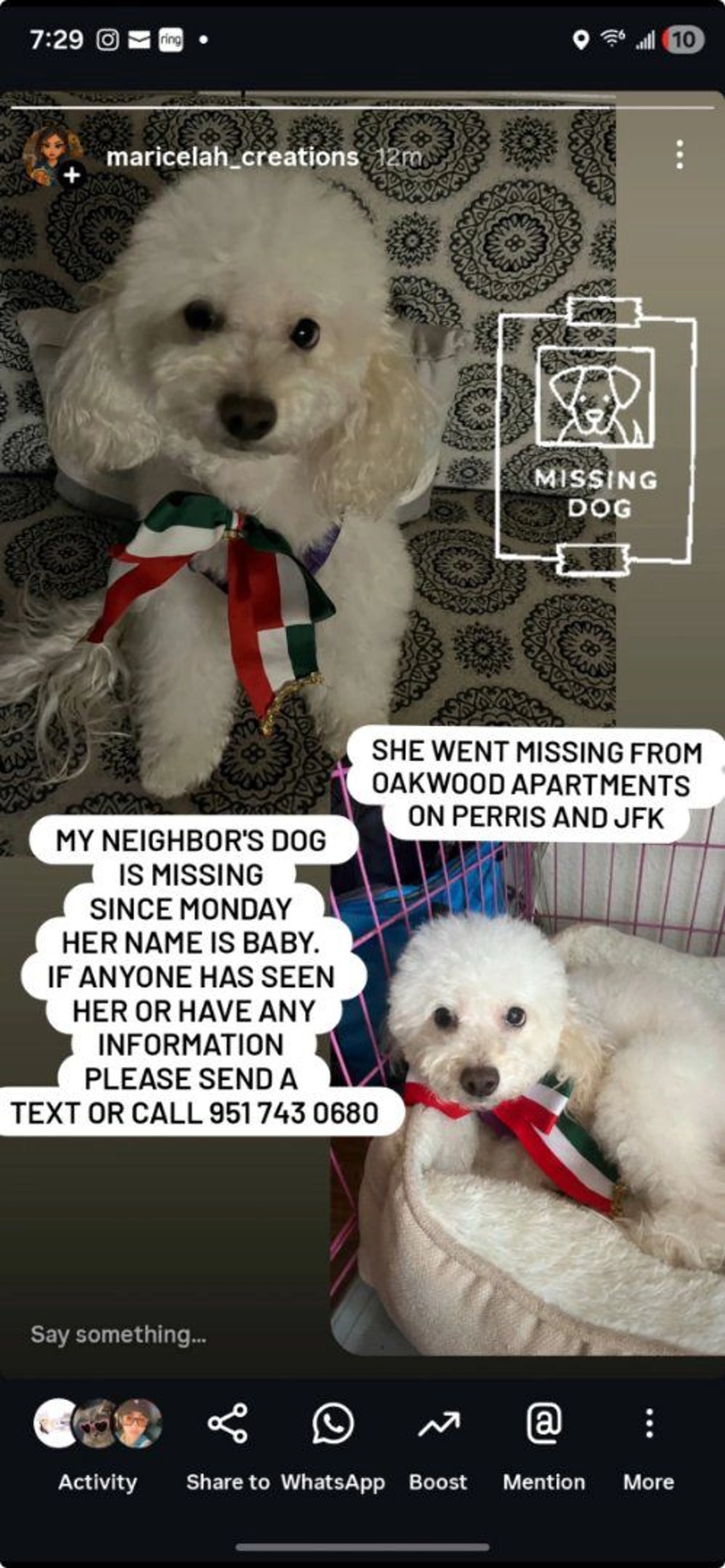 Lost pet