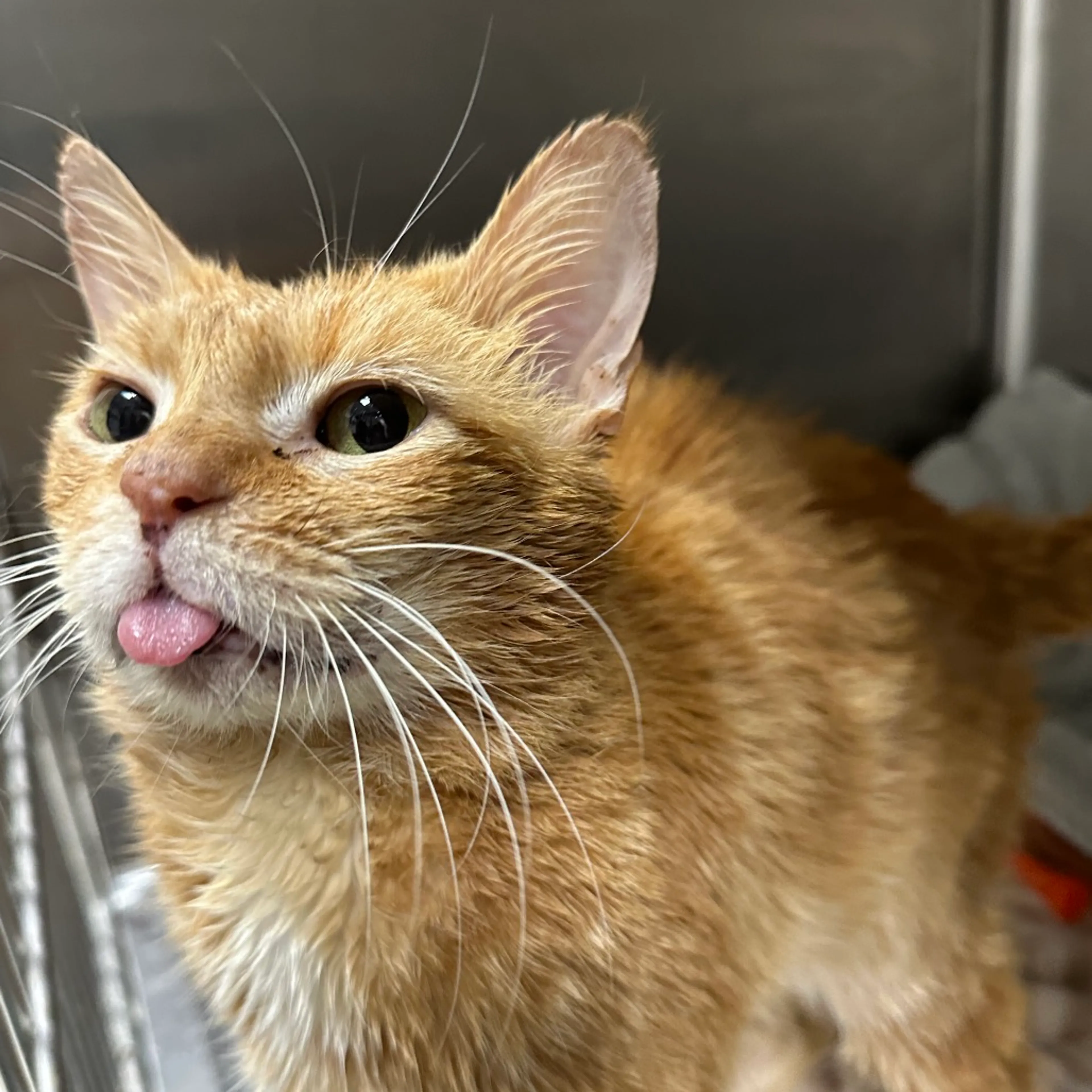 Found pet-1