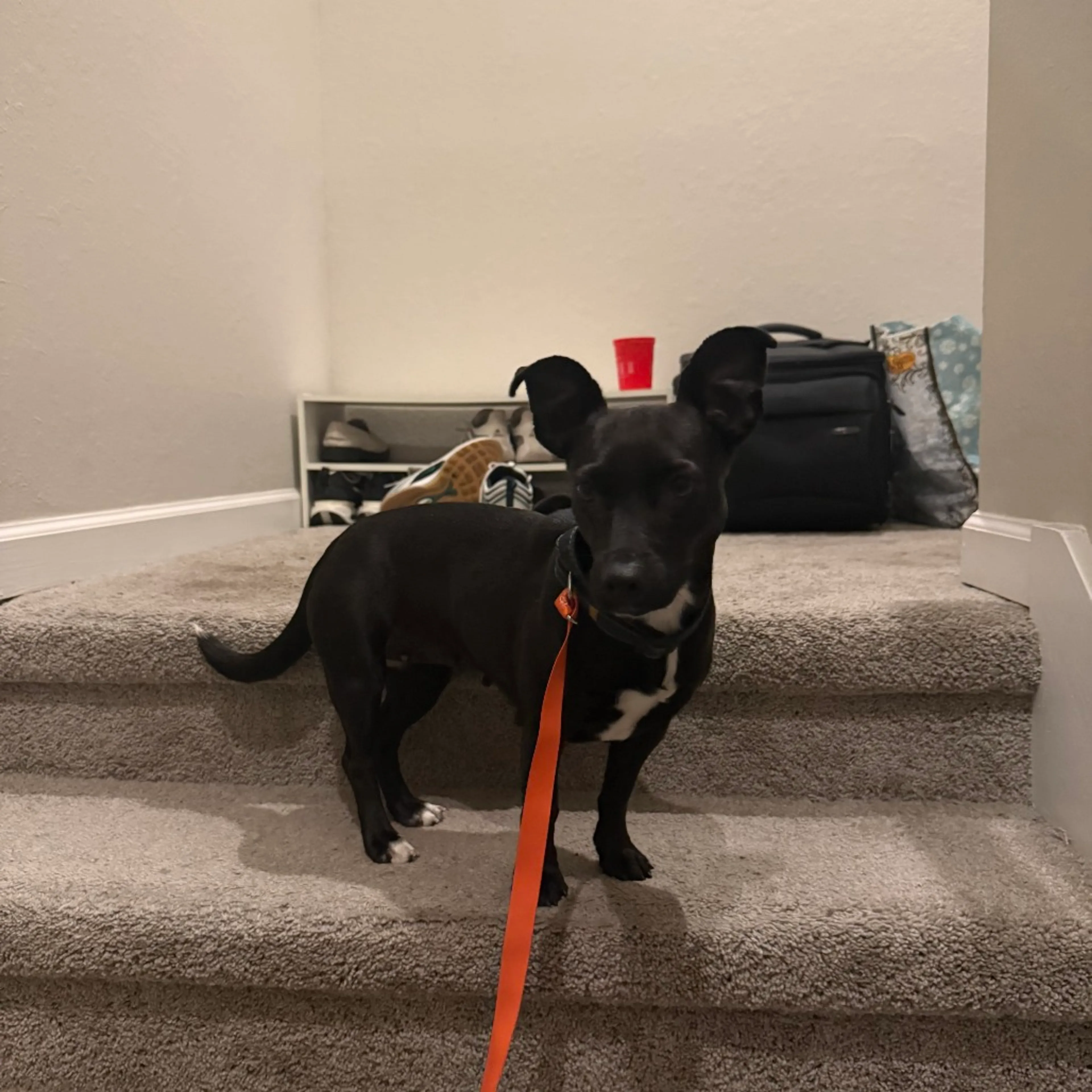 Found pet-4