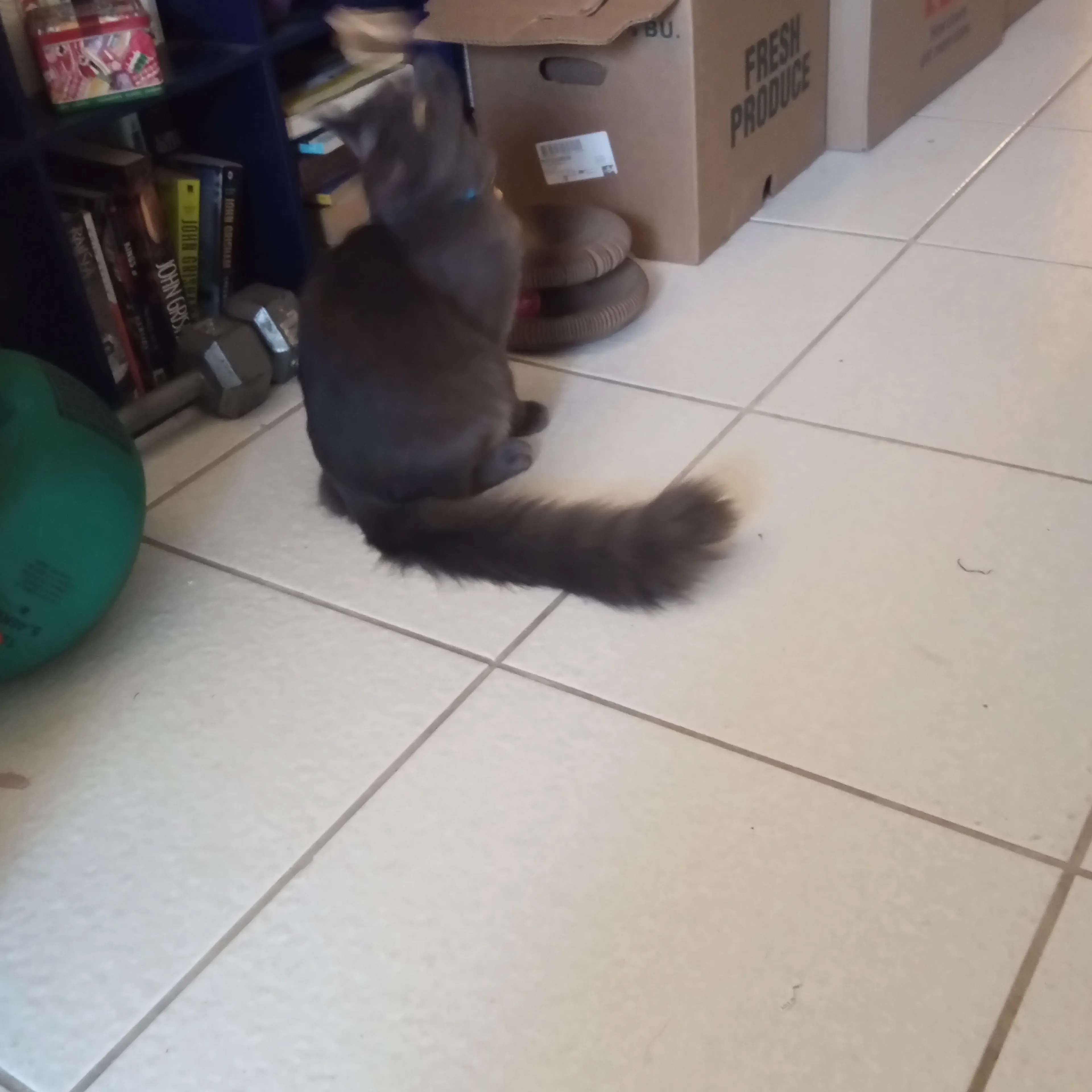 Lost pet-1