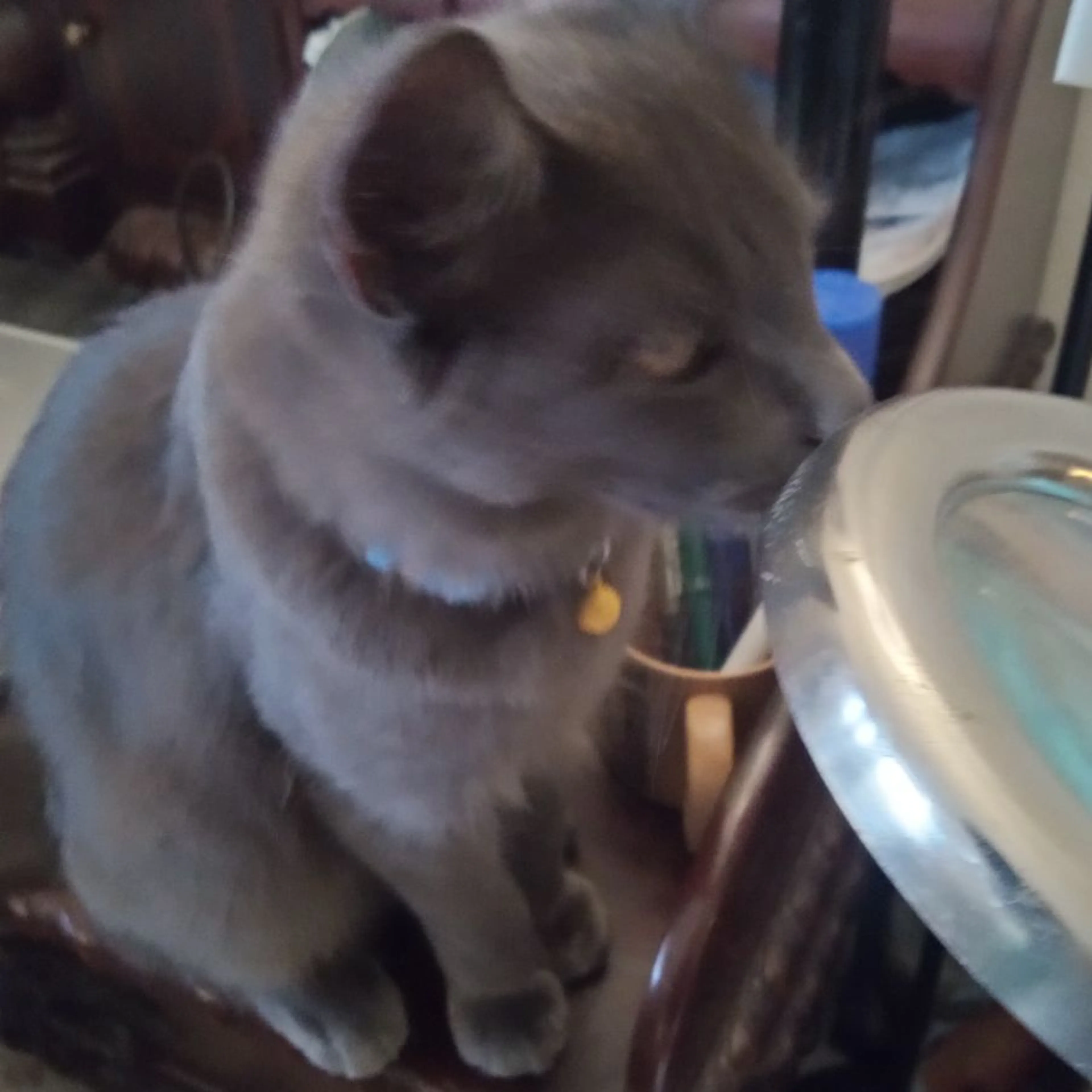 Lost pet-0