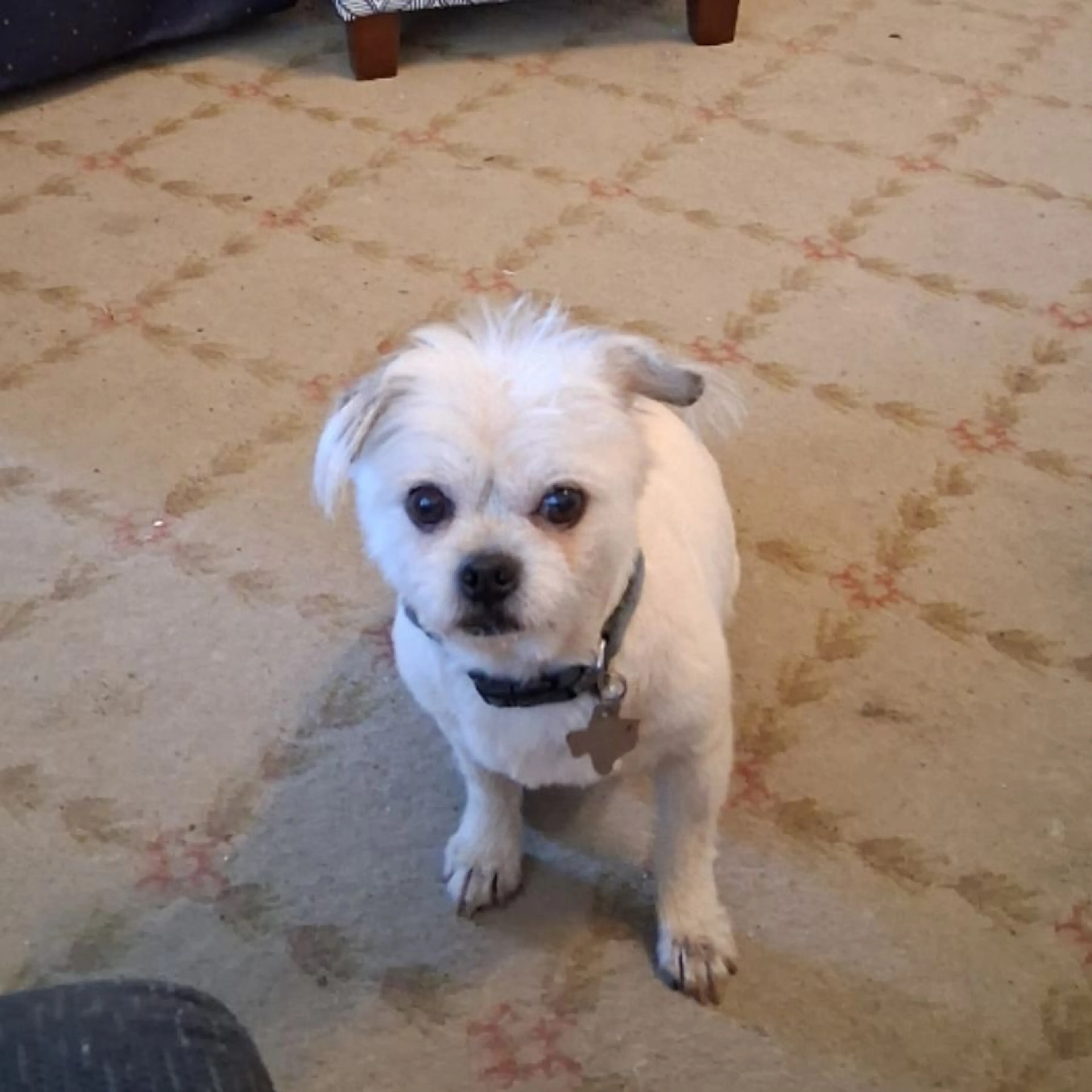 Lost pet