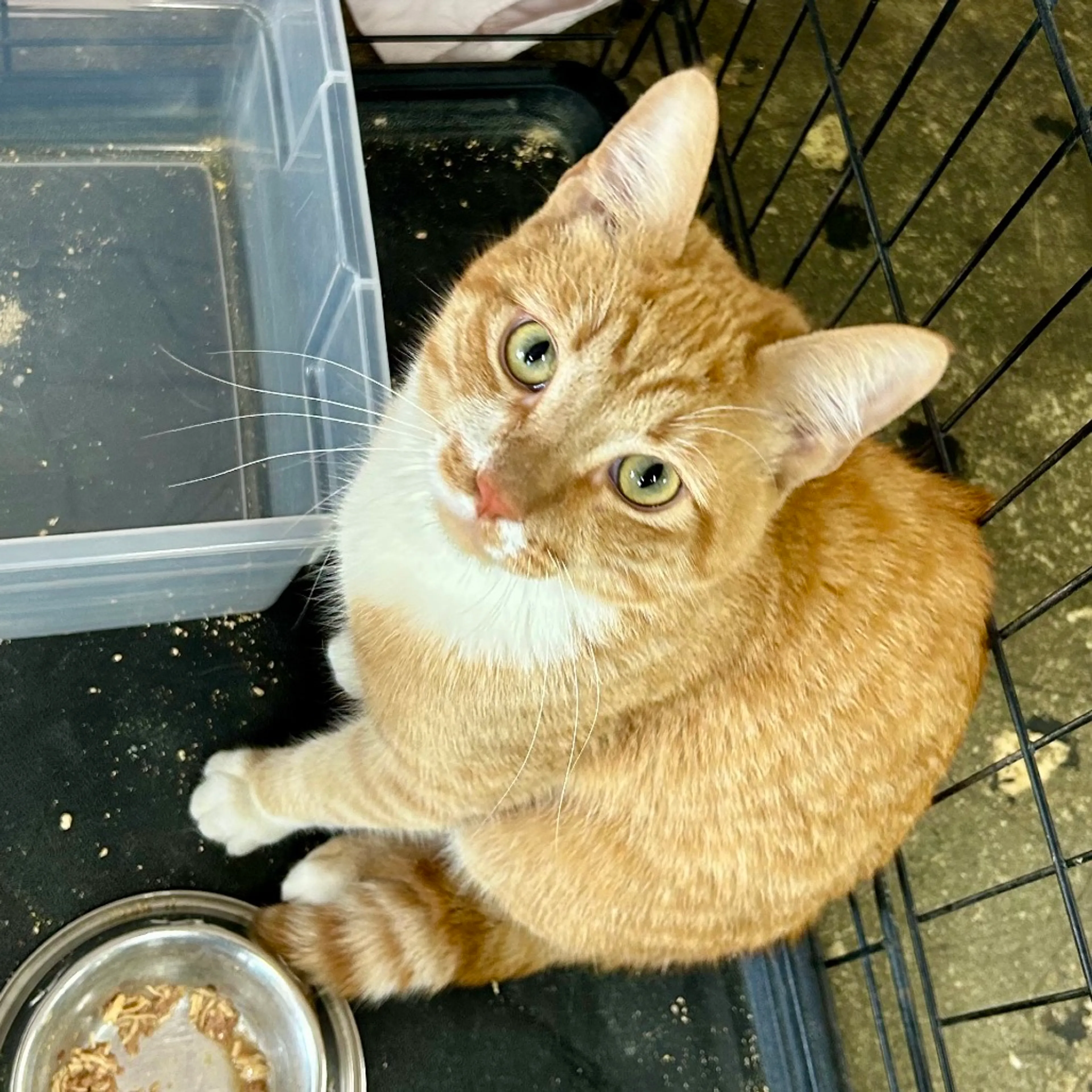 Found pet