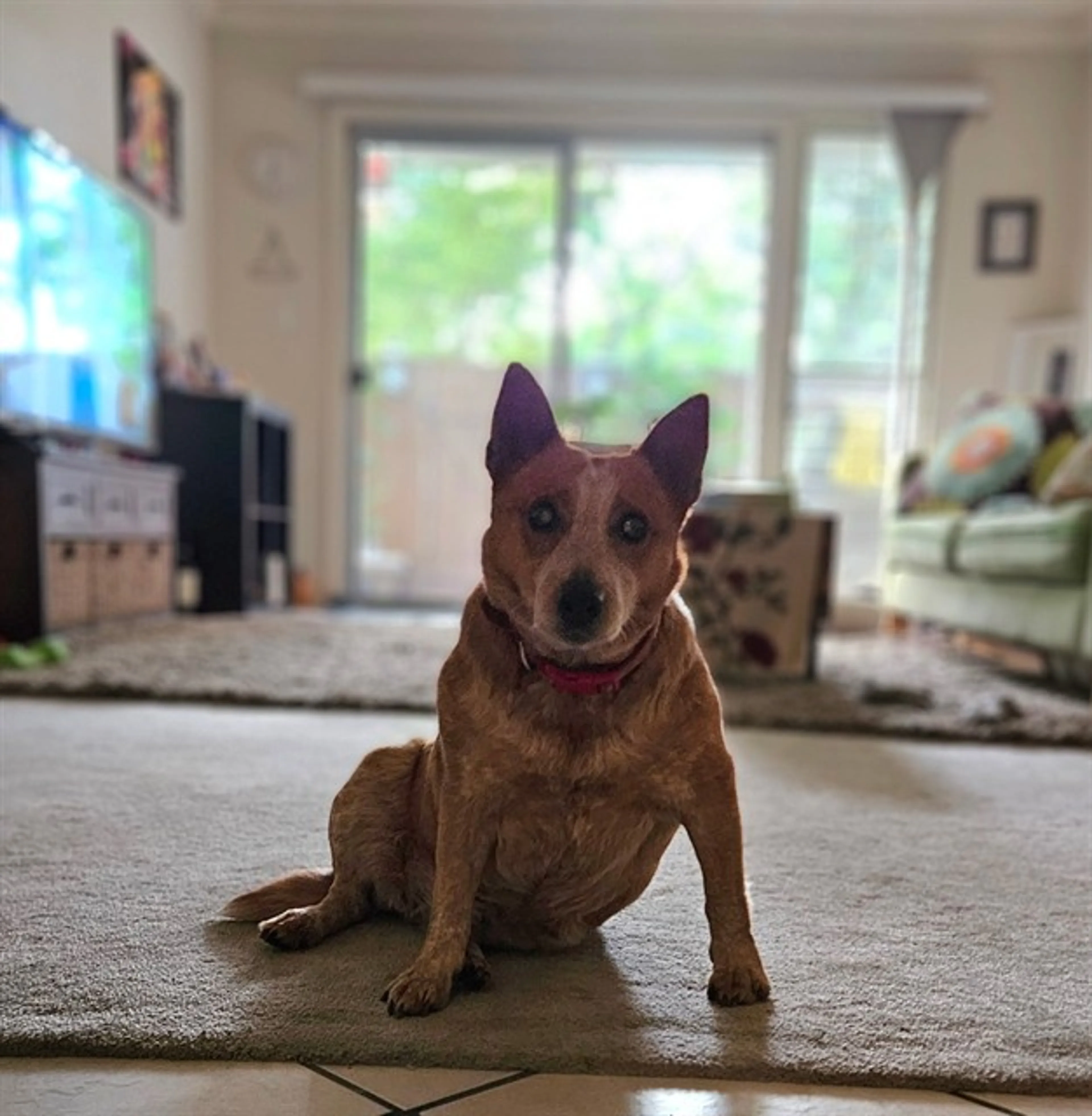 Found pet