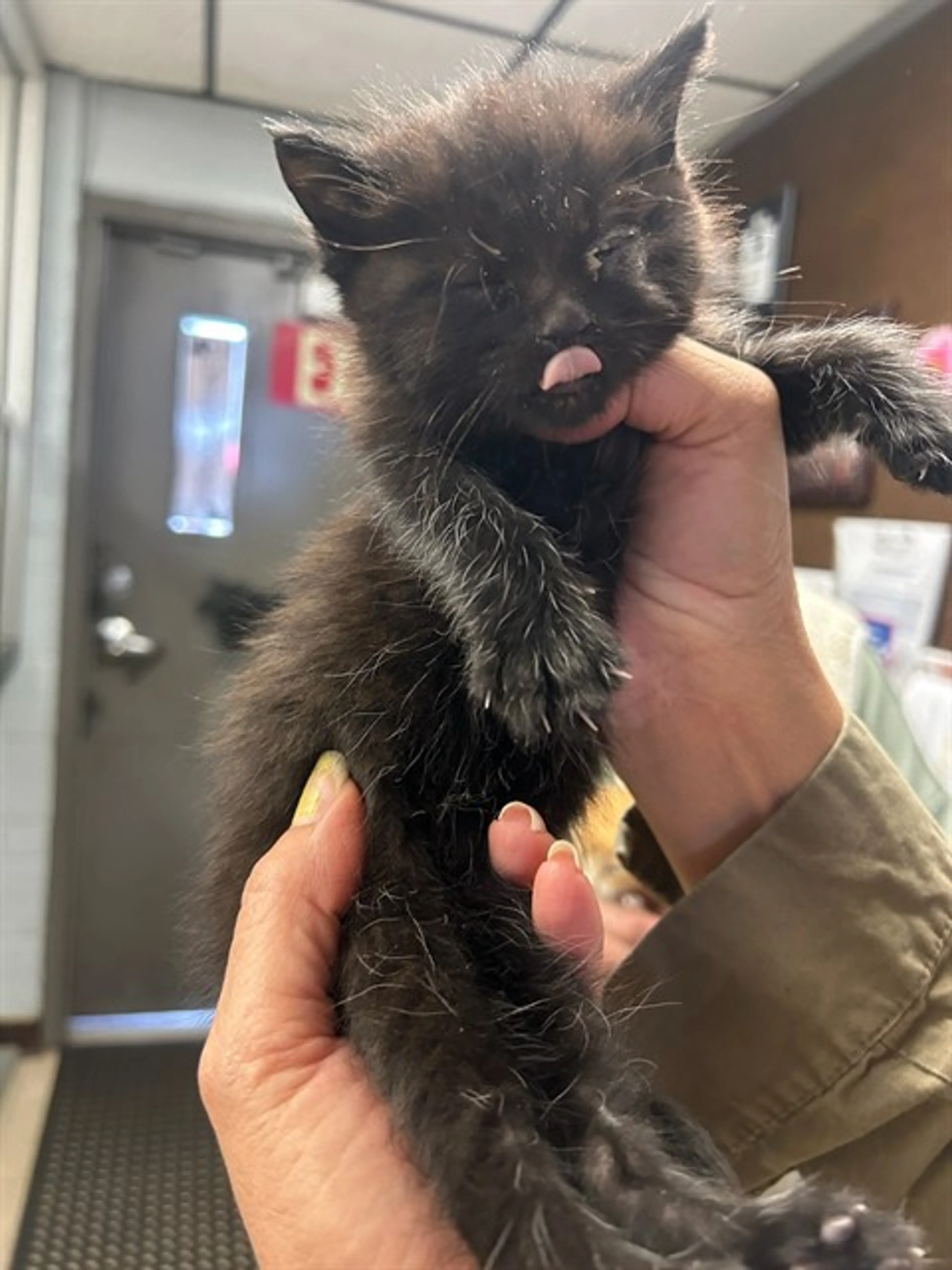 Found pet