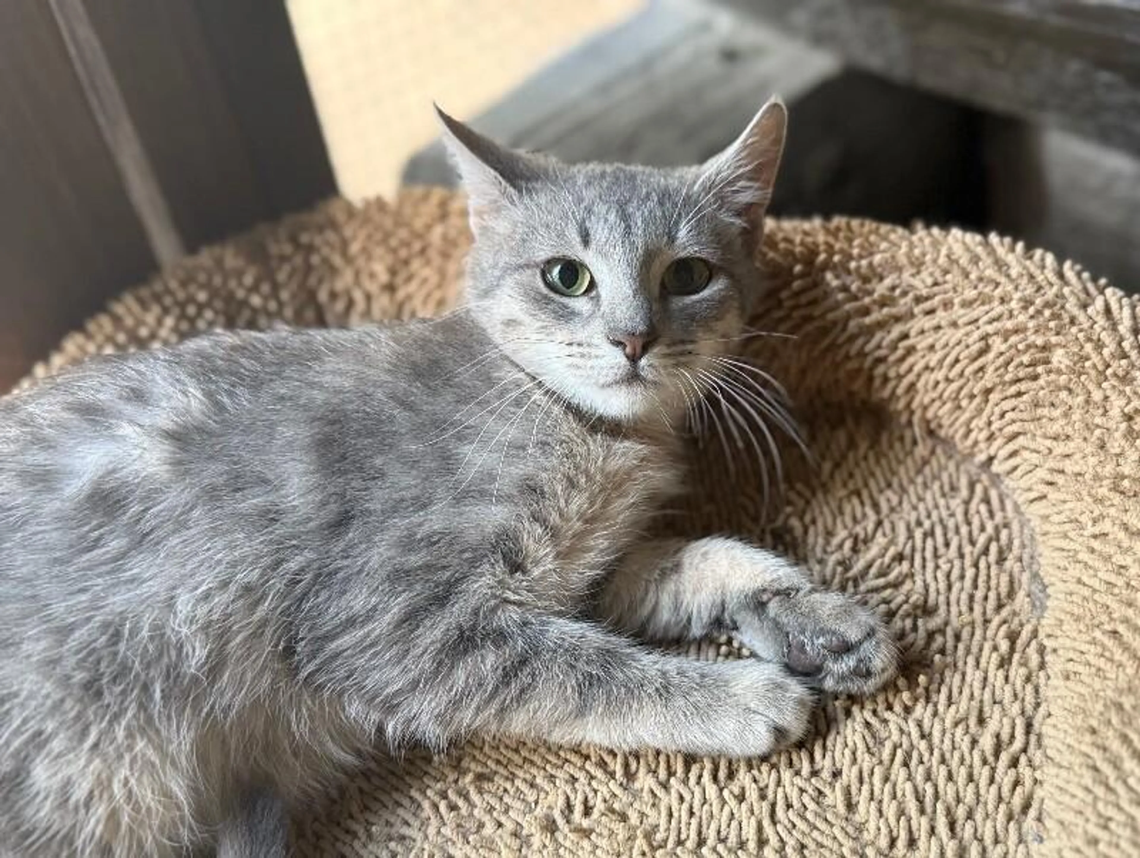 Found pet-0