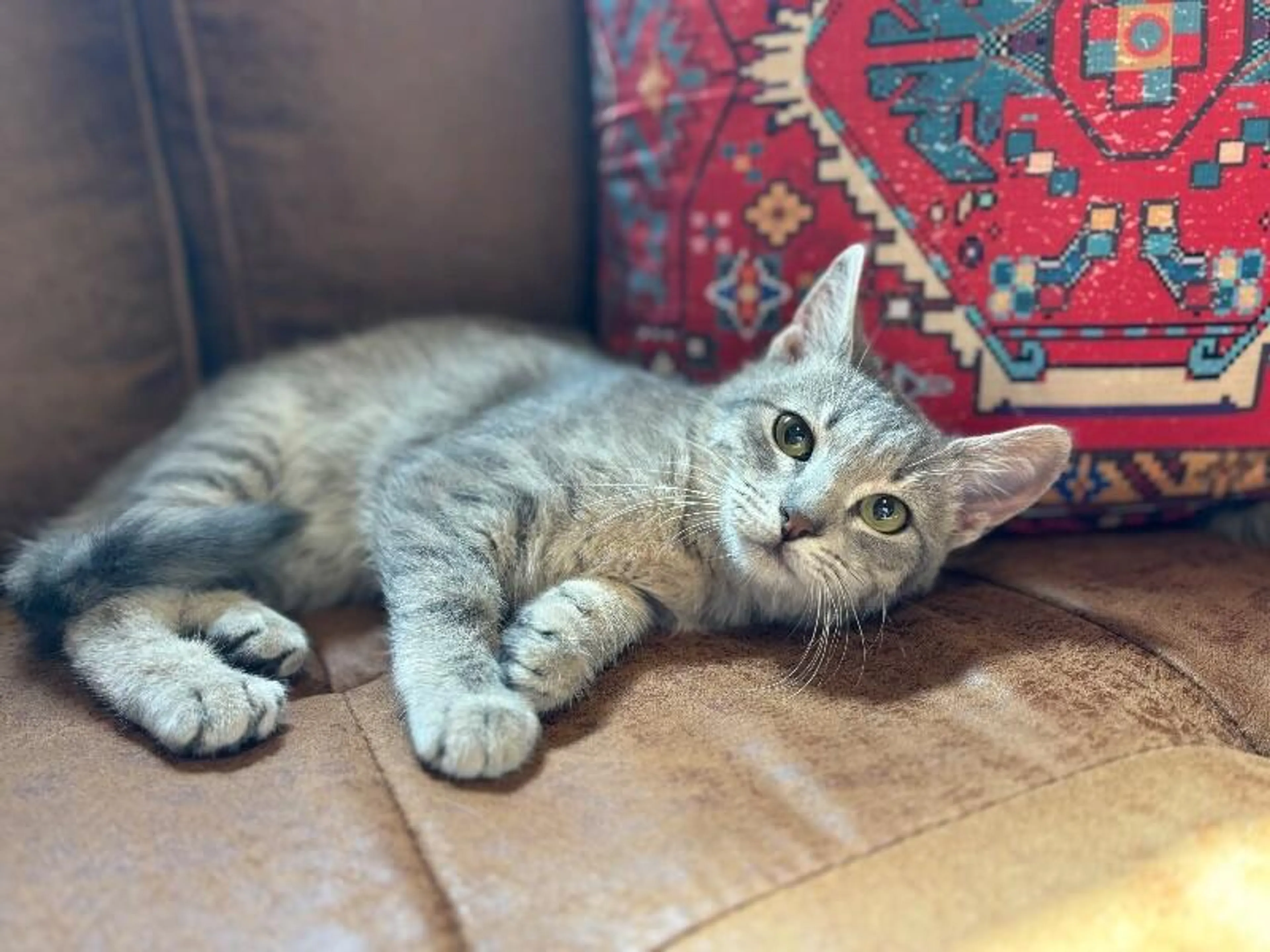 Found pet-1