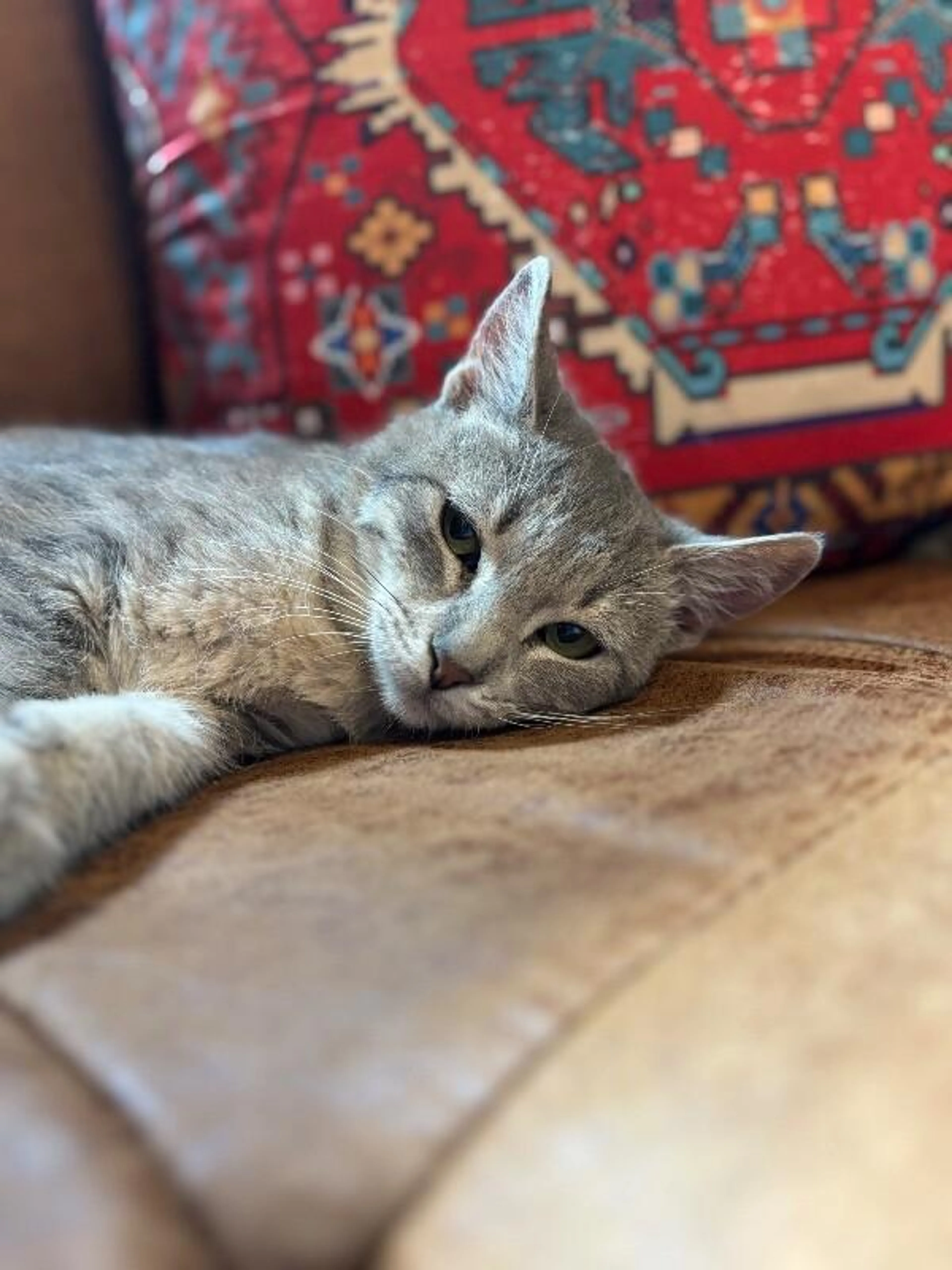 Found pet-2