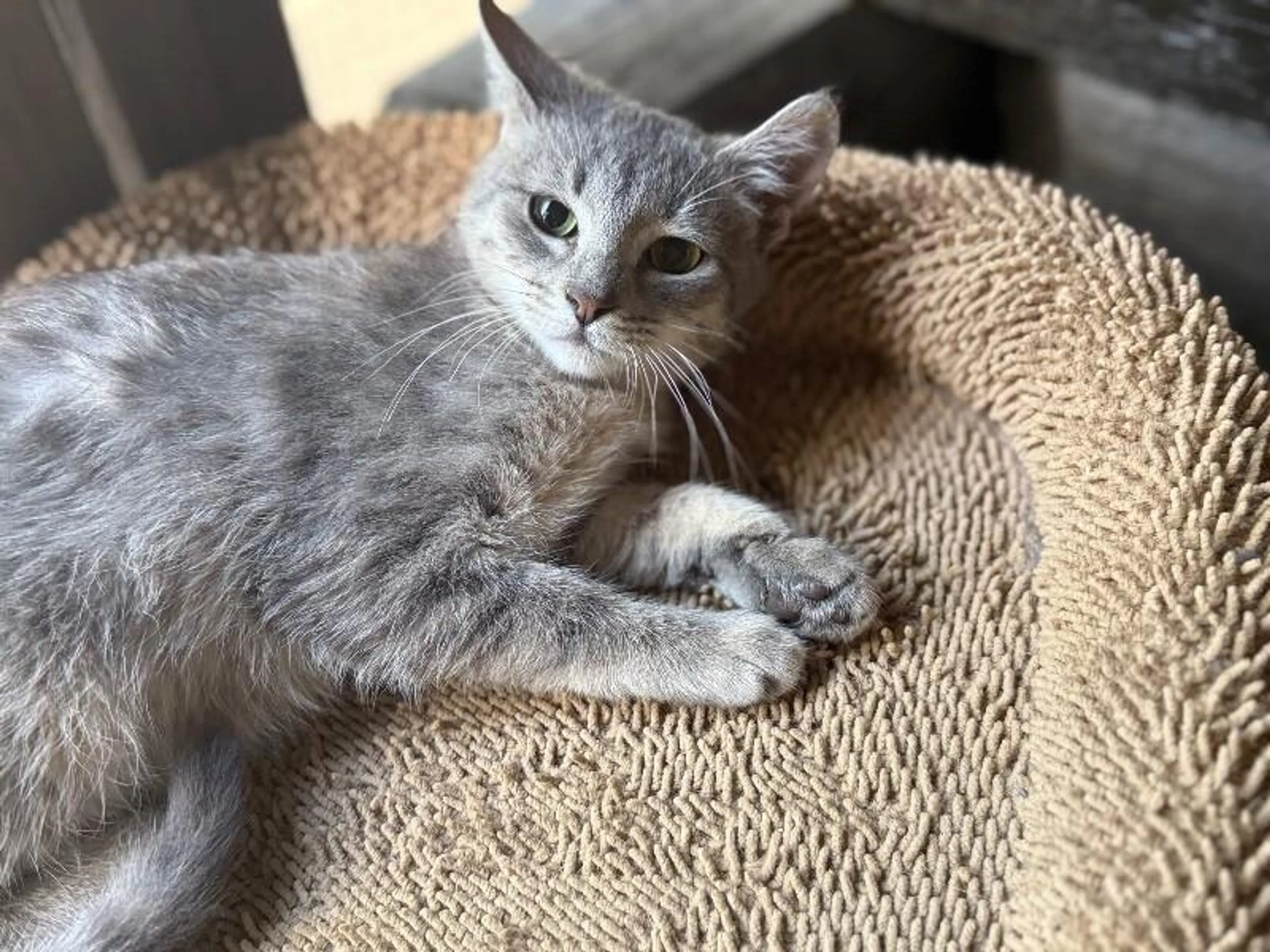 Found pet-4