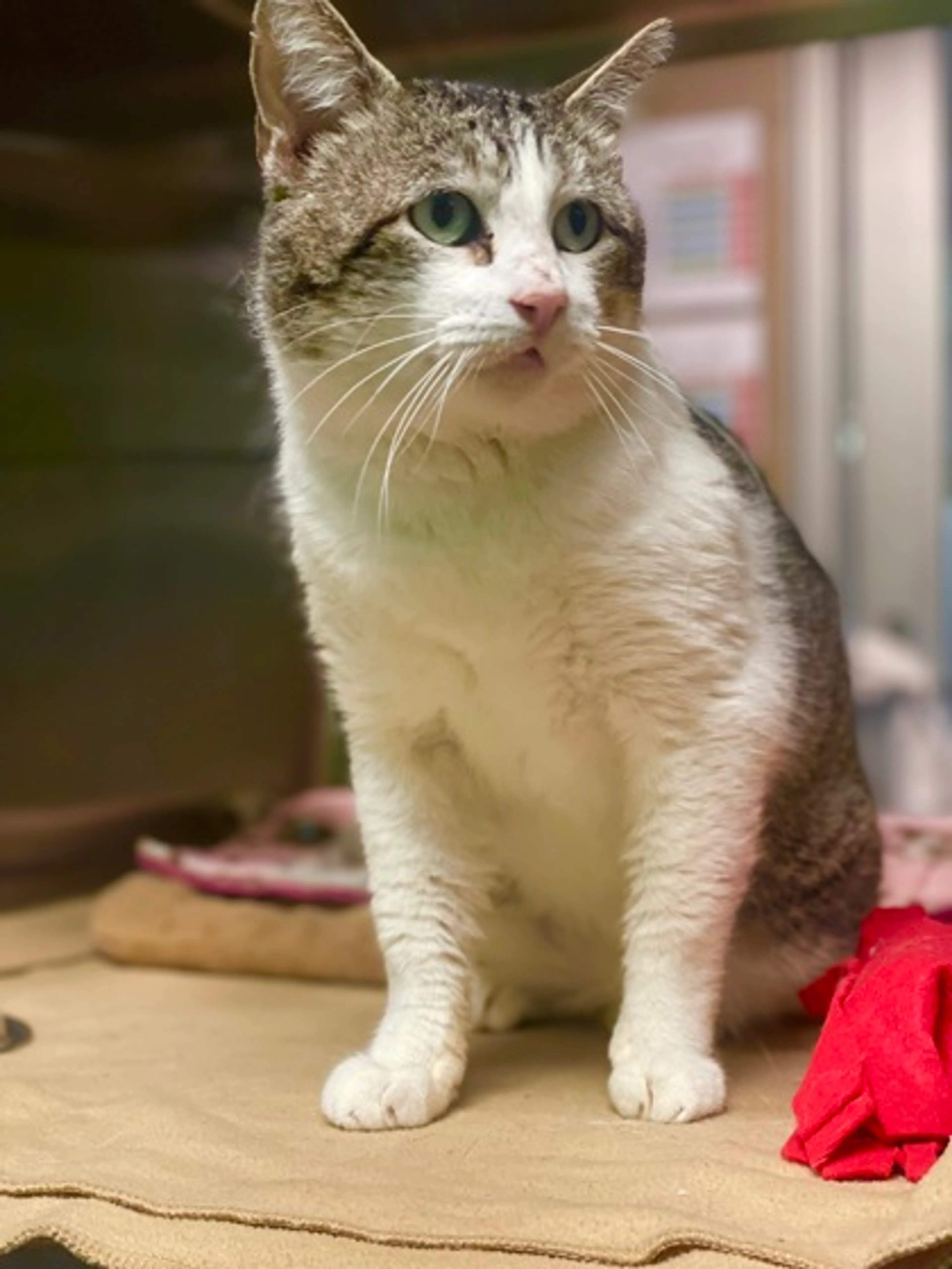 Found pet-1