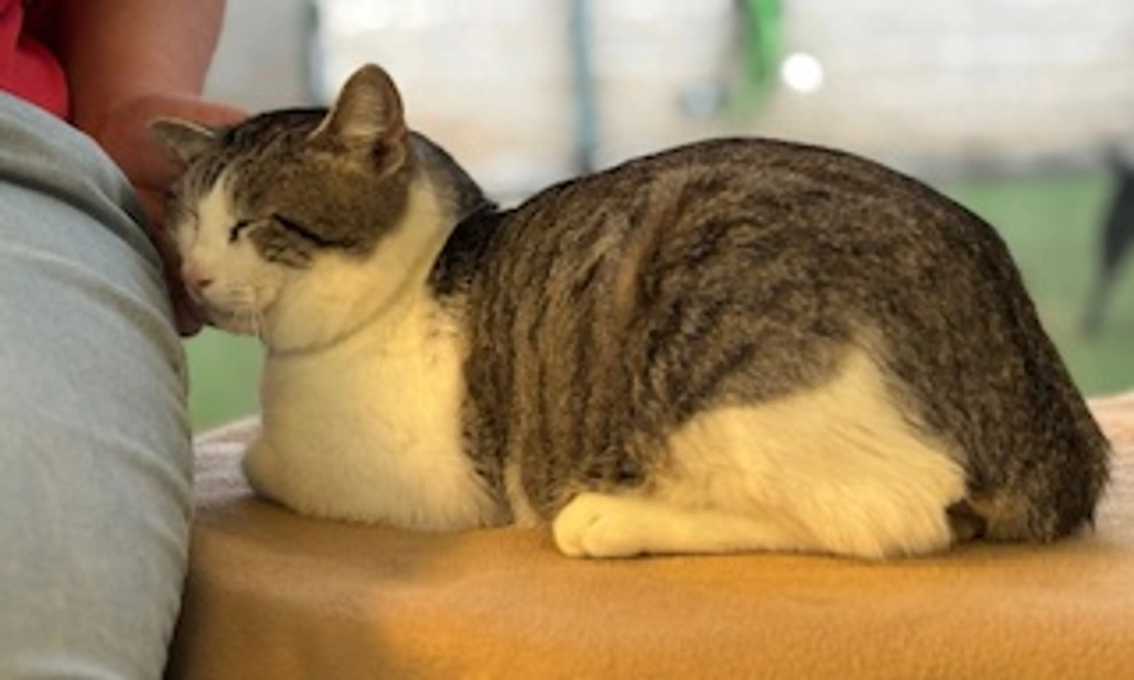 Found pet-2