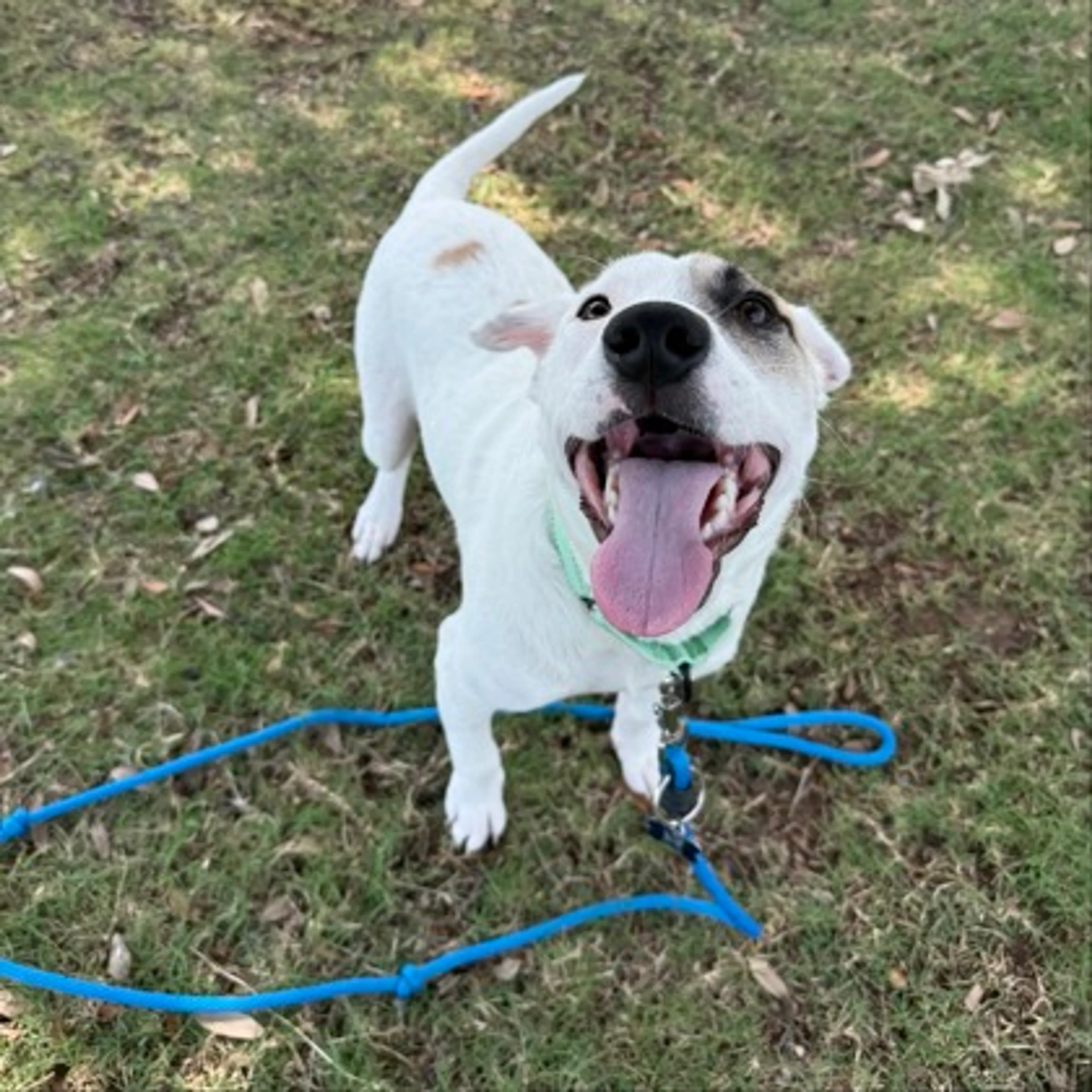 Found pet-0