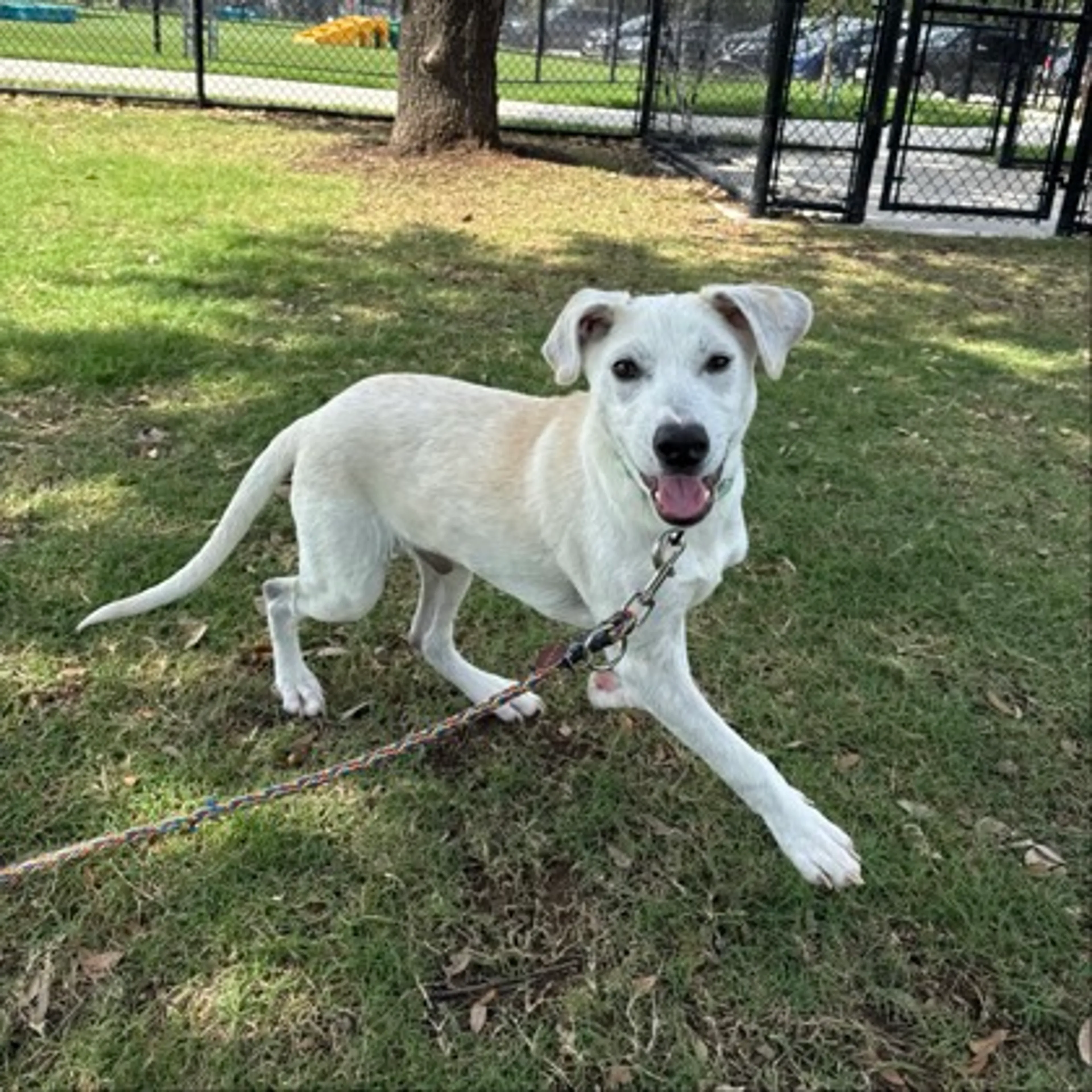 Found pet-2