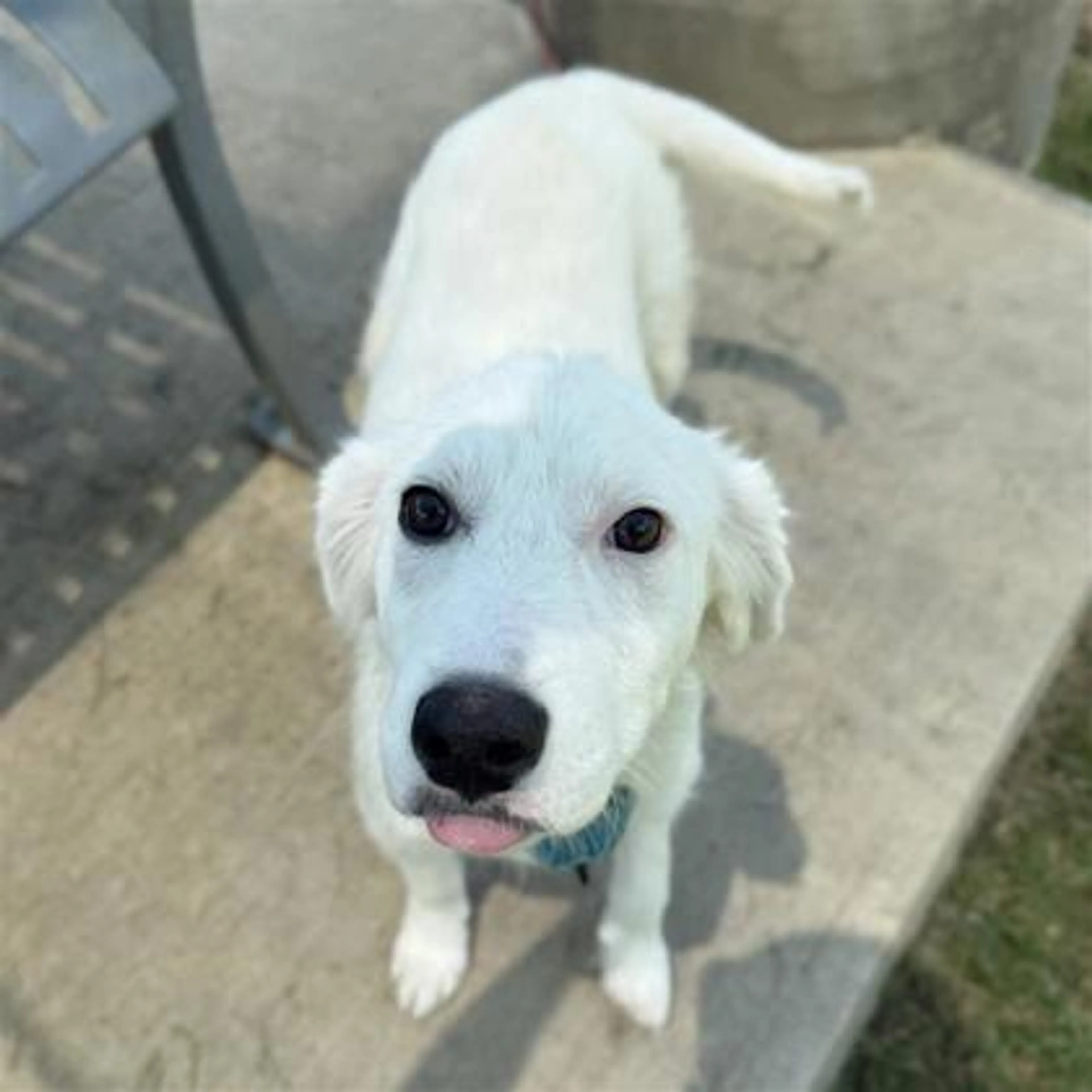 Found pet-1