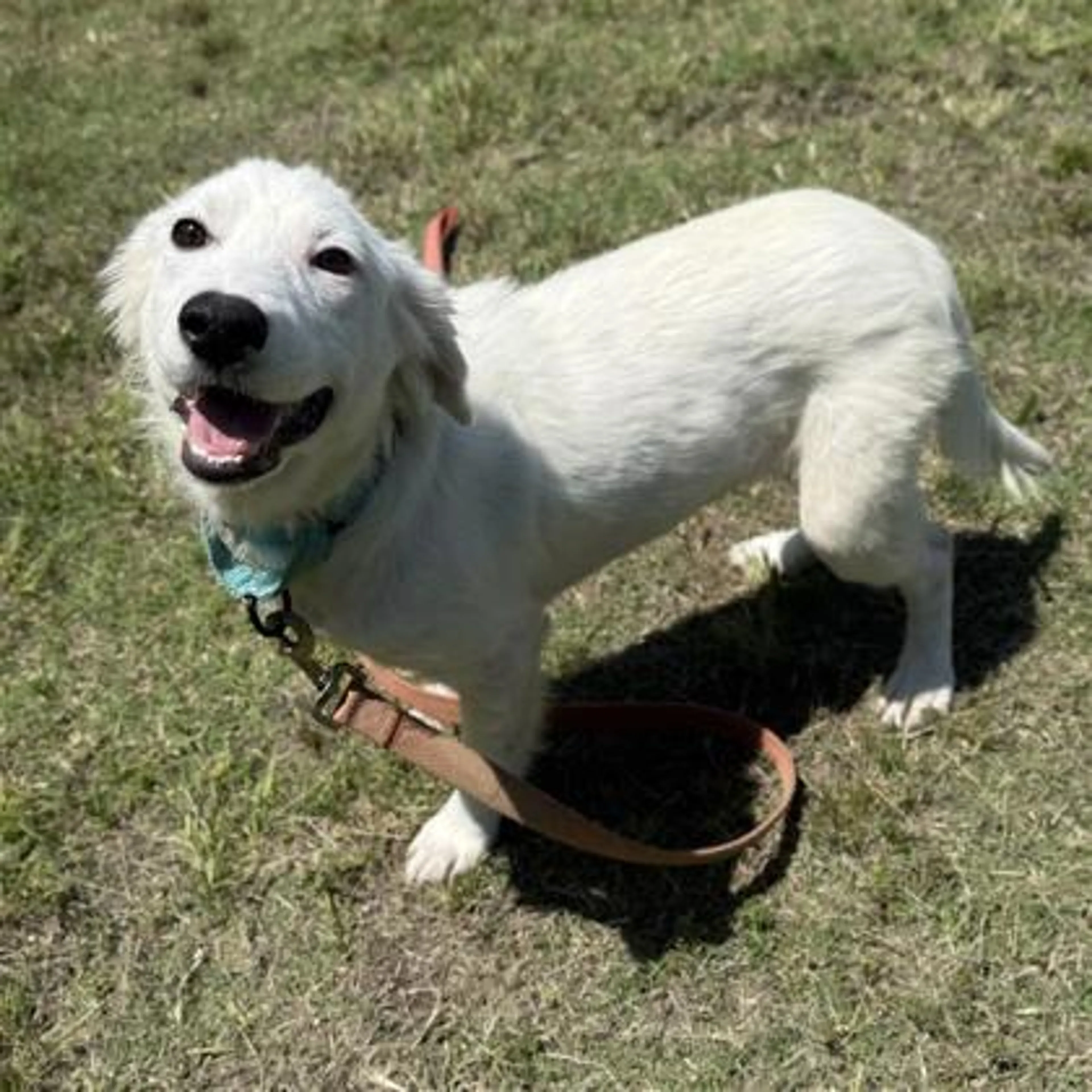 Found pet-0
