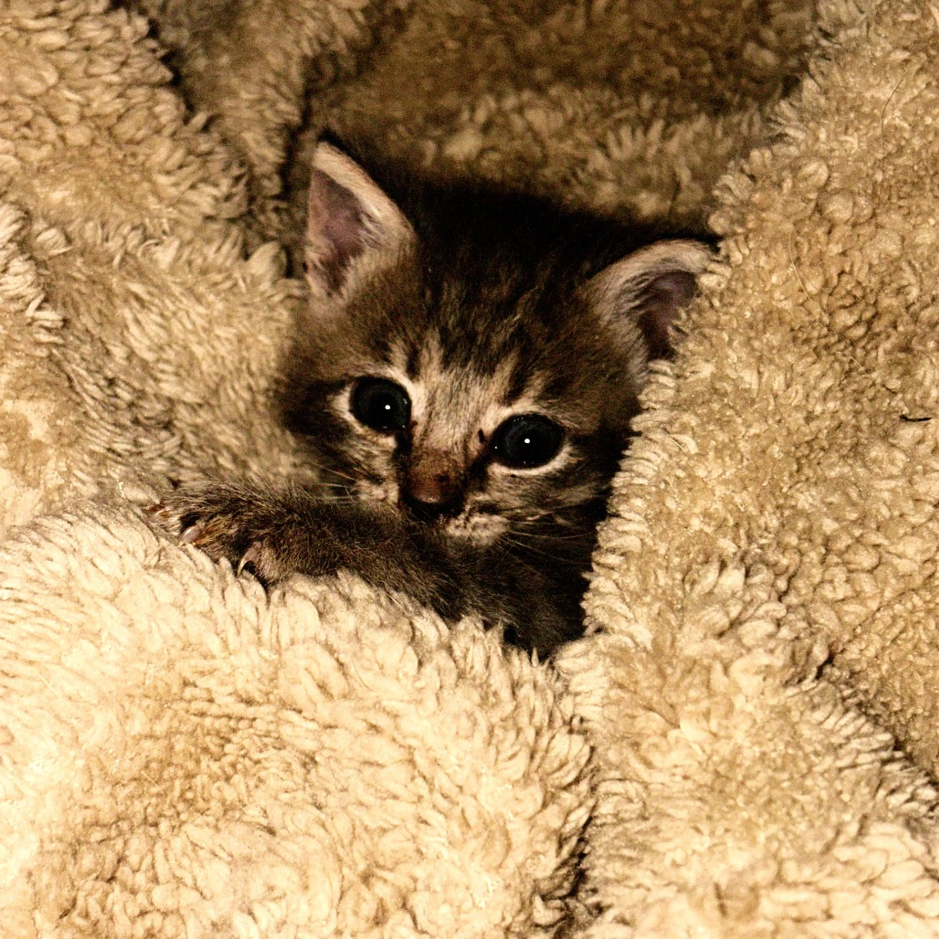 Found pet-1