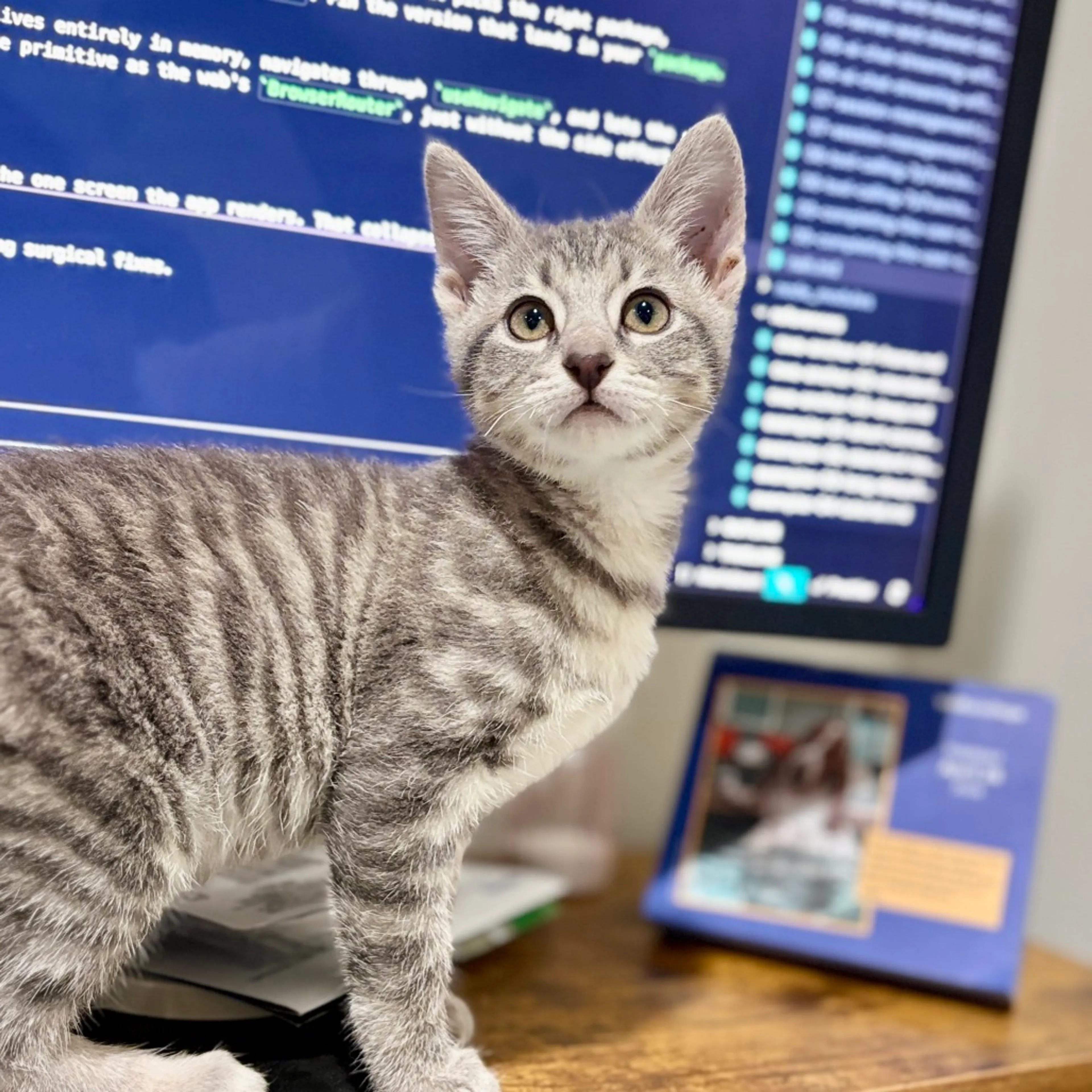 Found pet-11