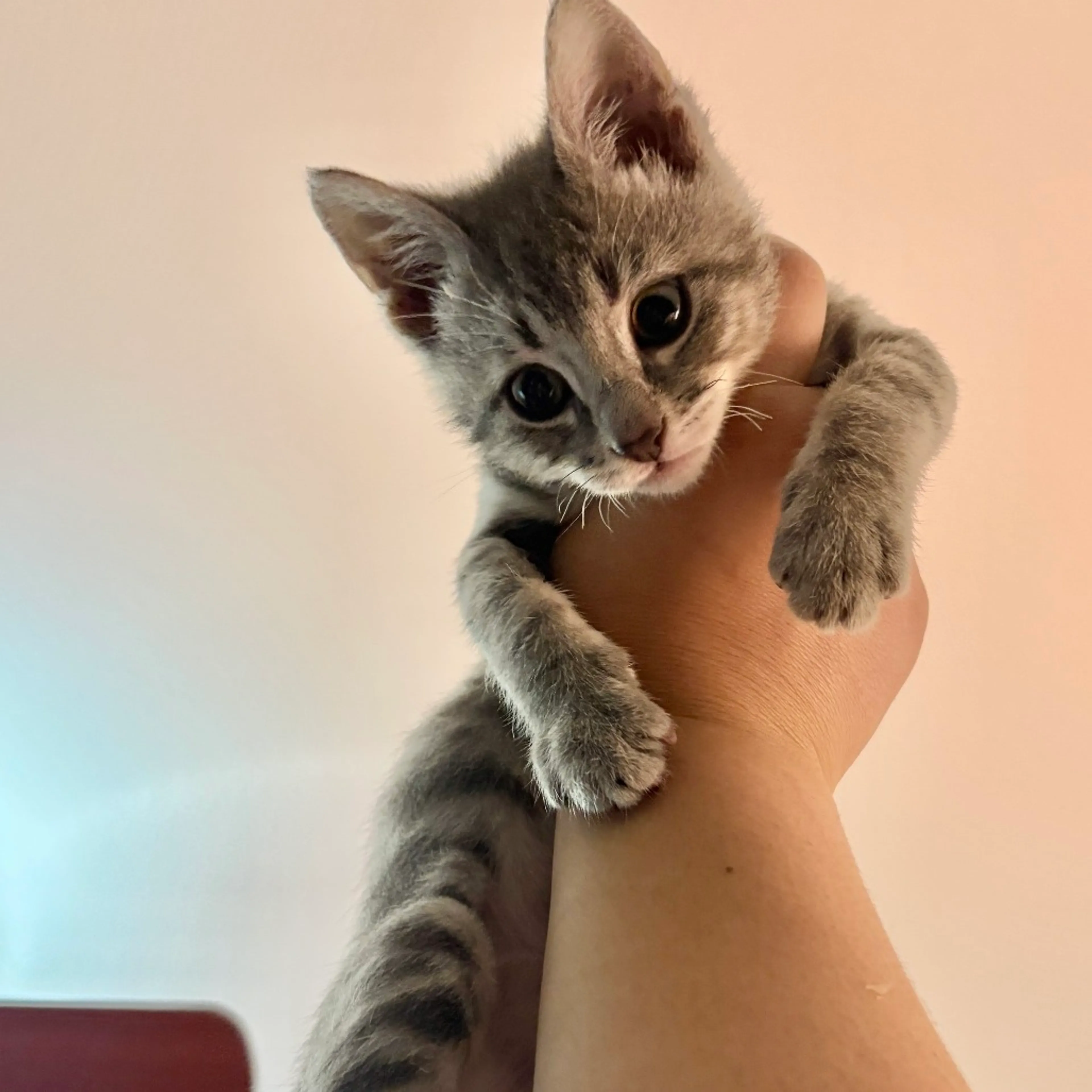 Found pet-0