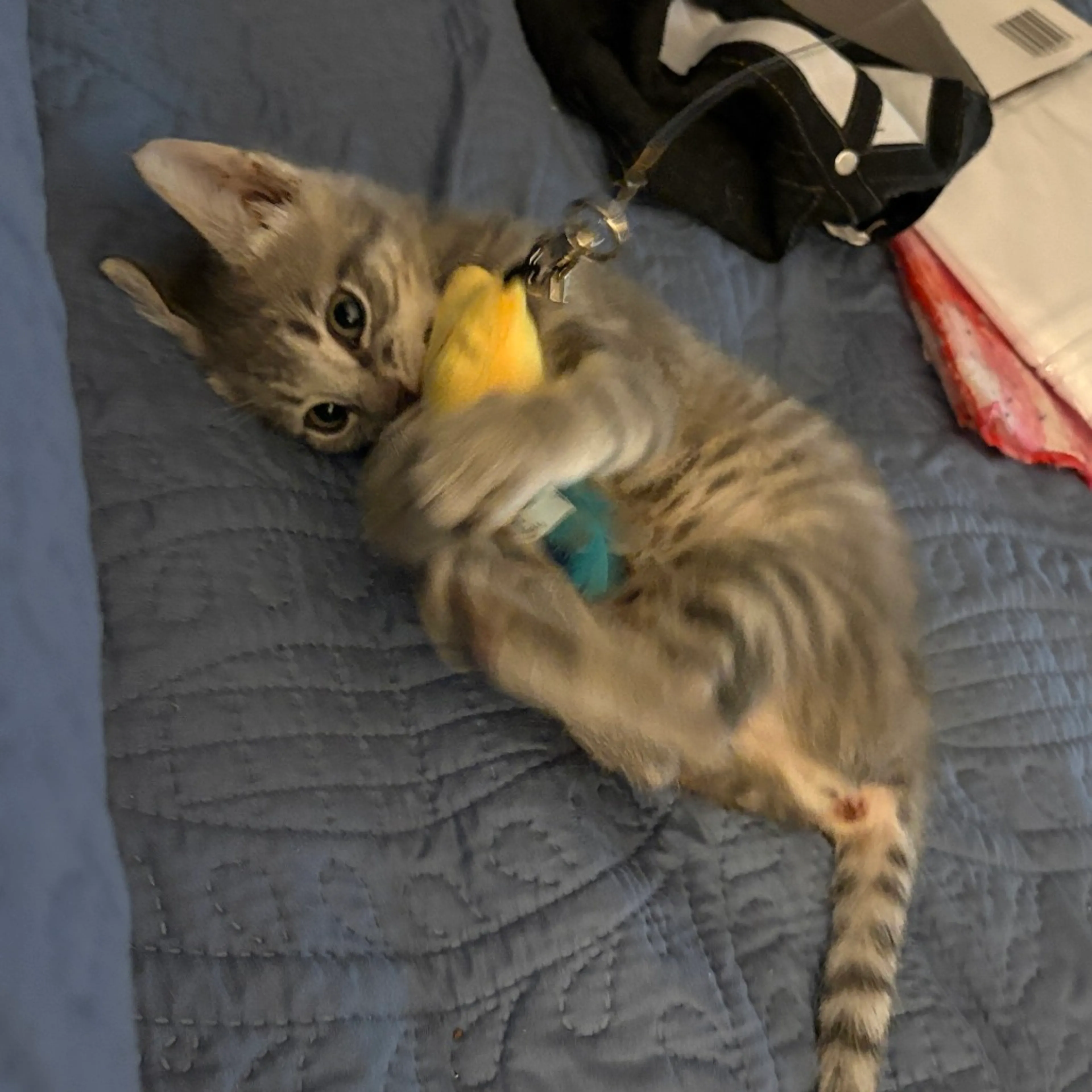 Found pet-4