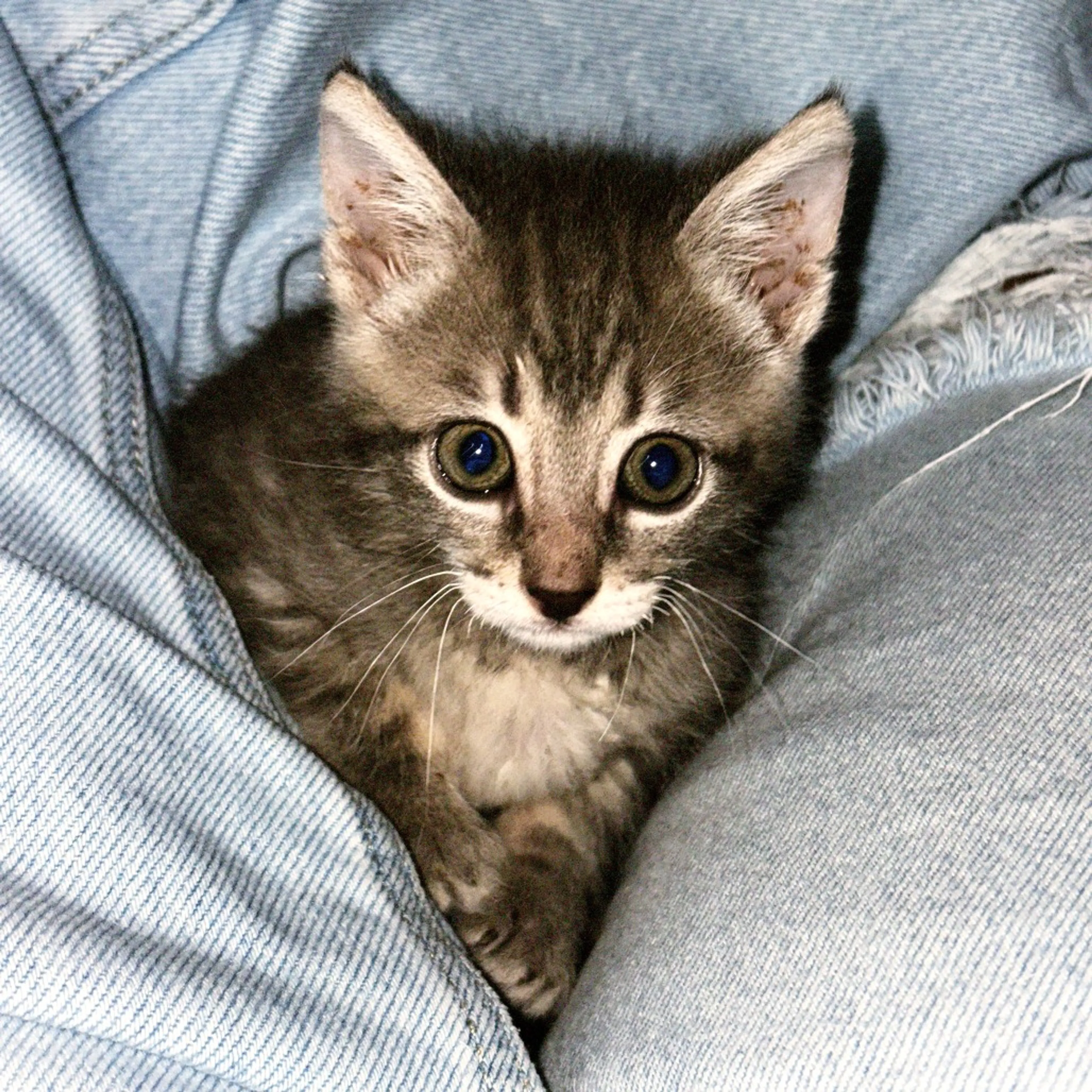 Found pet-6