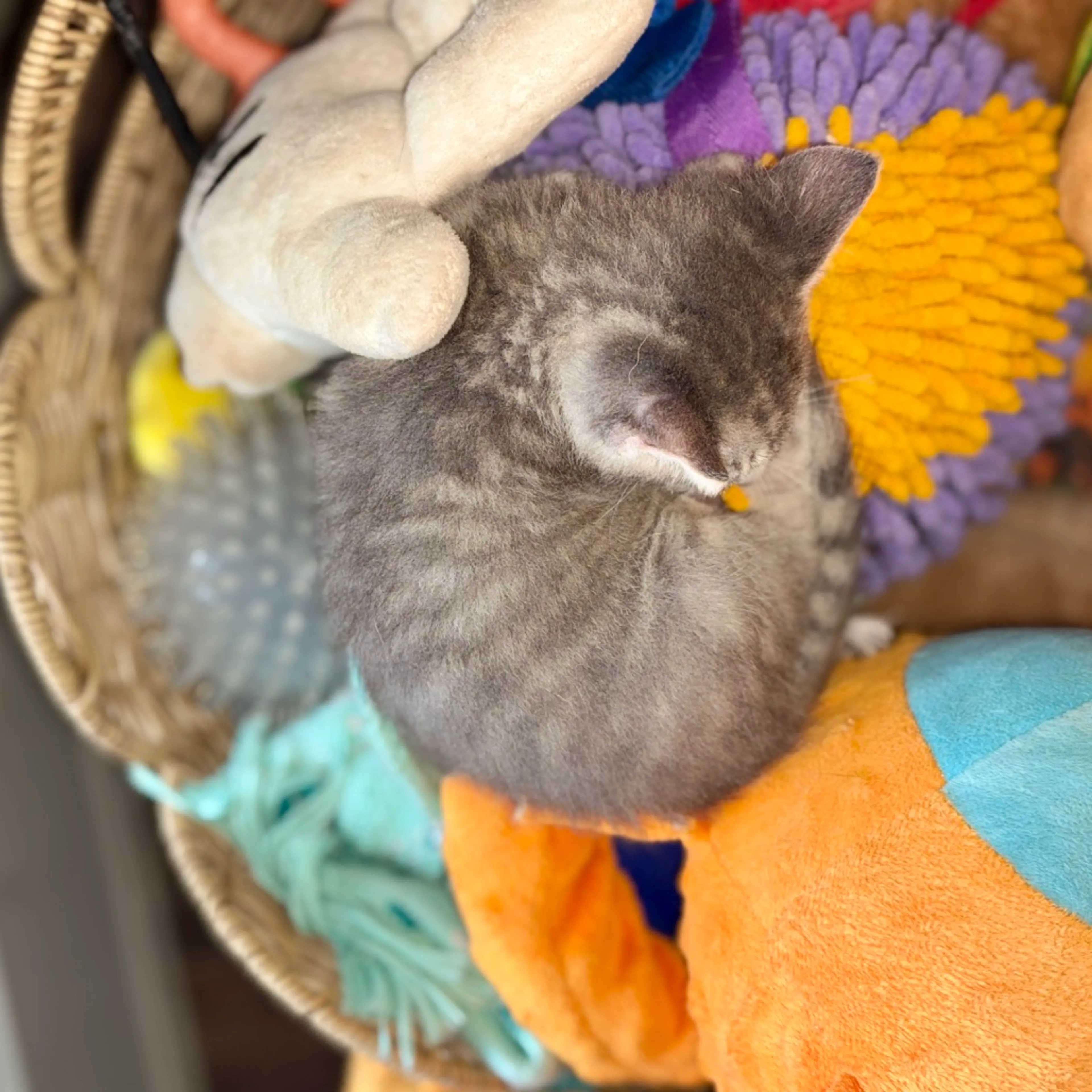 Found pet-5