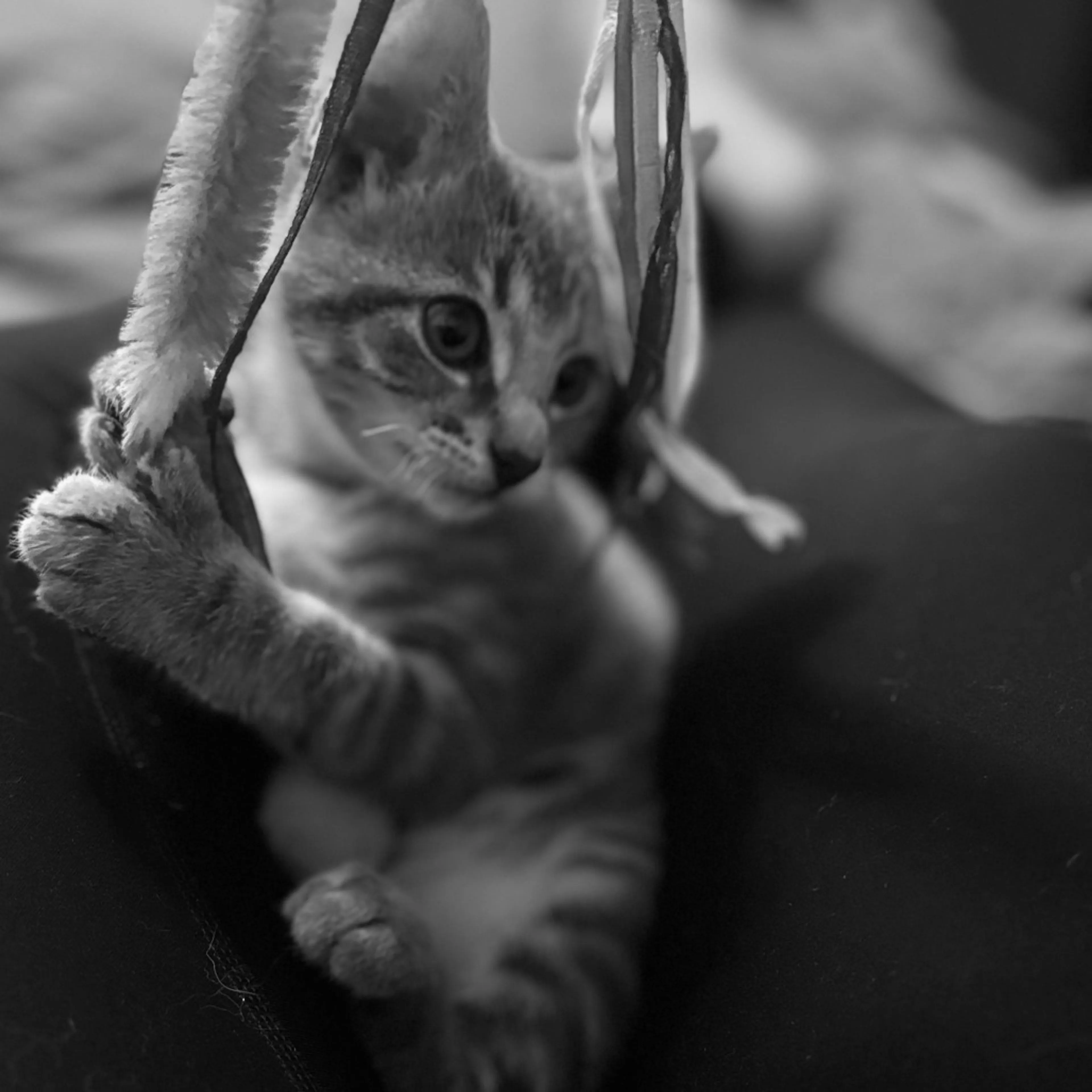 Found pet-10