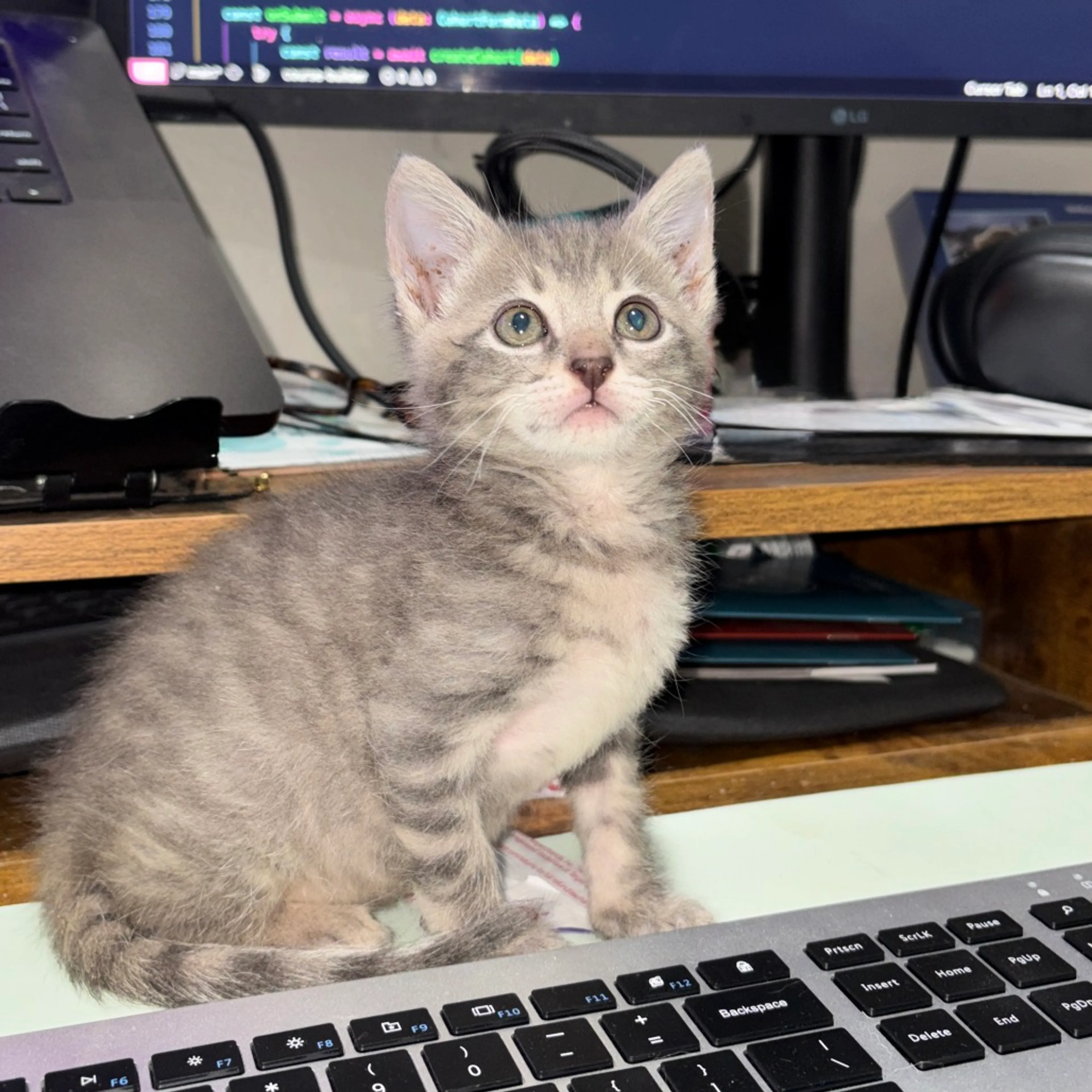 Found pet-2