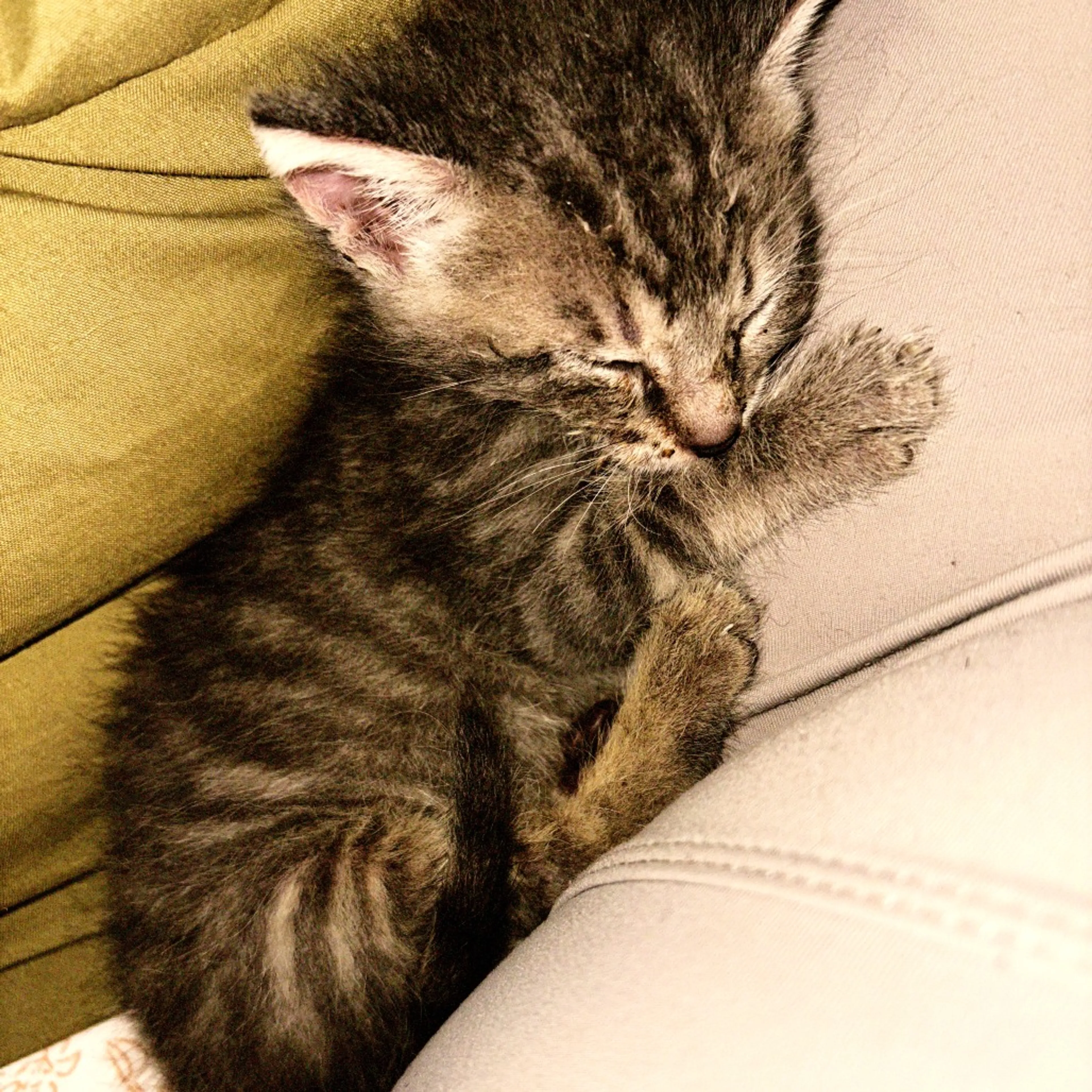 Found pet-7