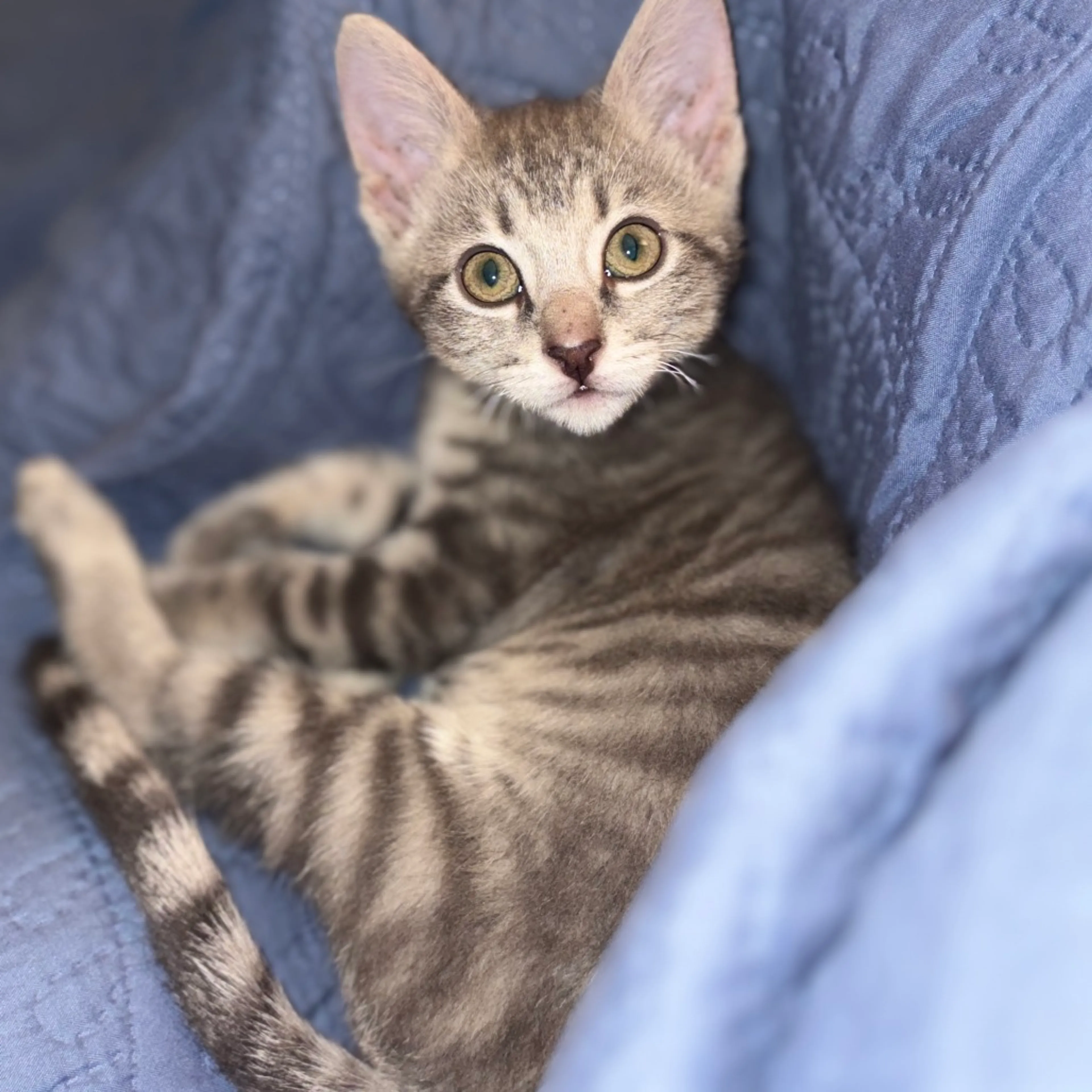 Found pet-3