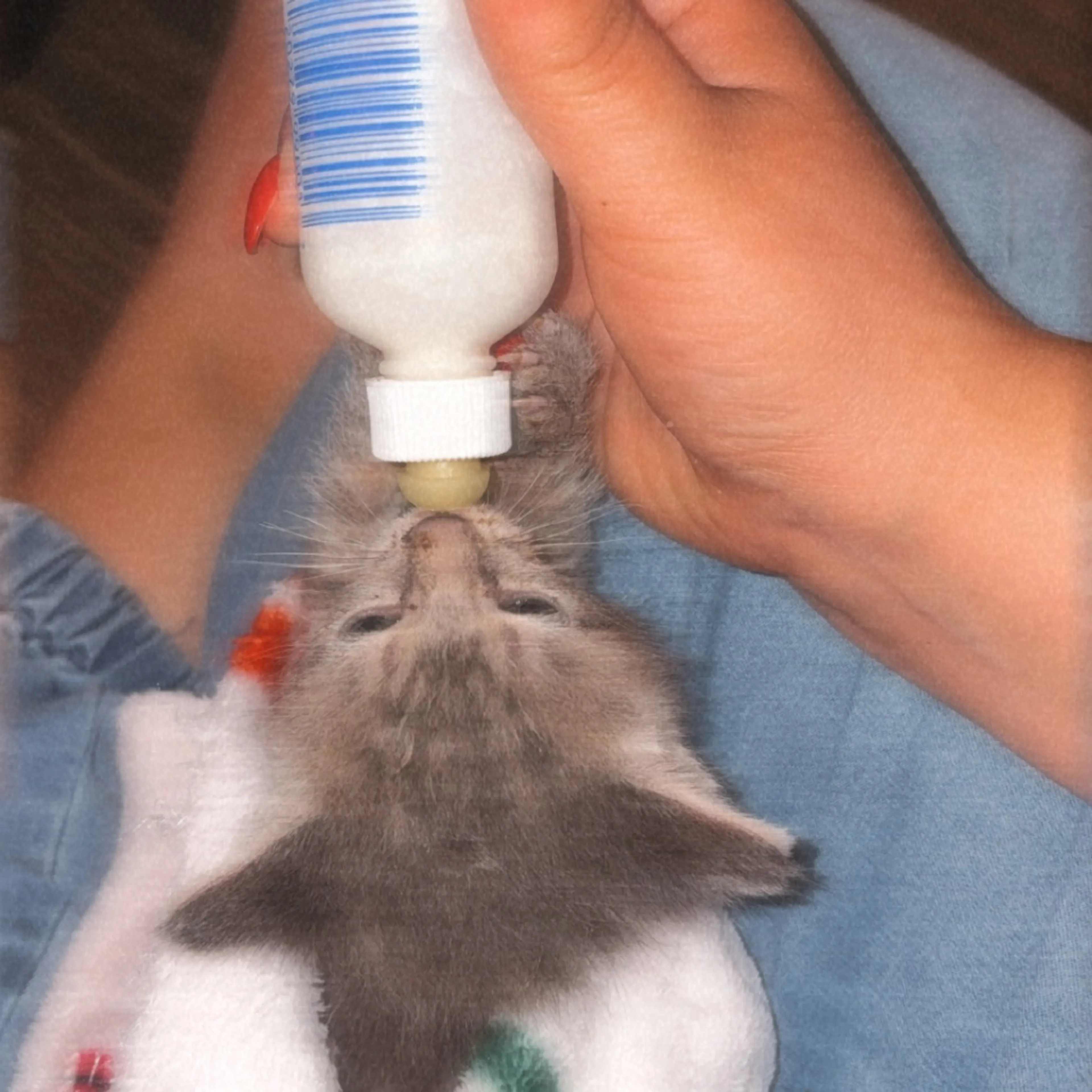 Found pet-8