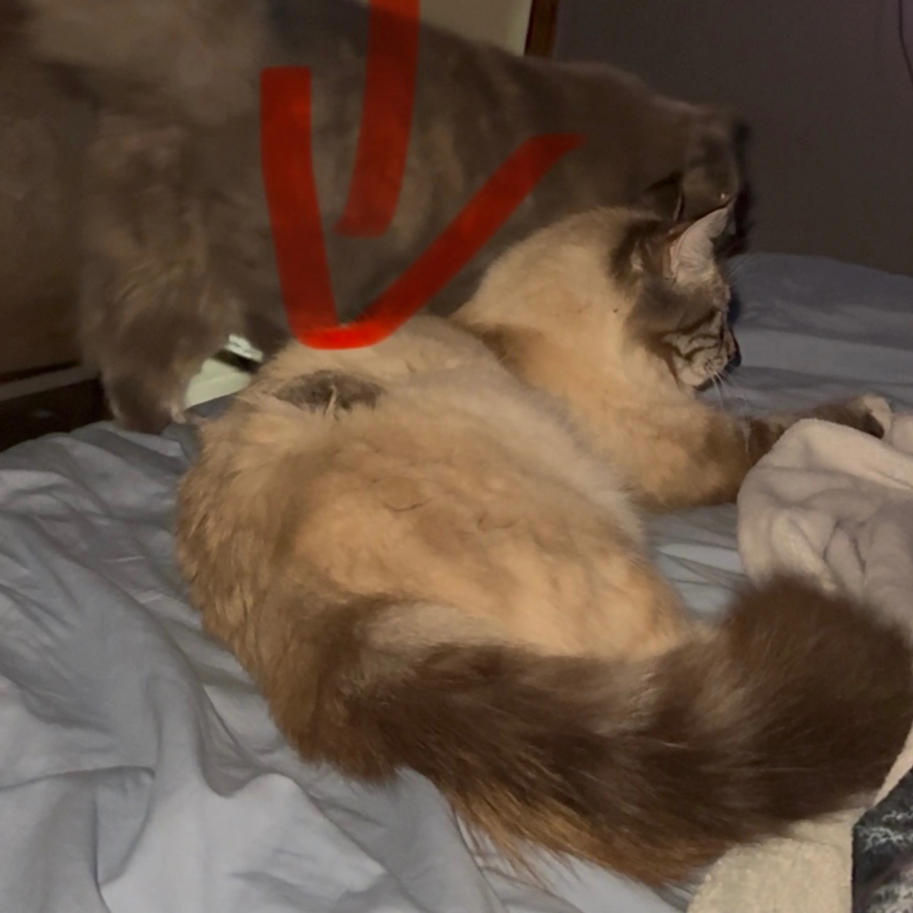 Lost pet-3