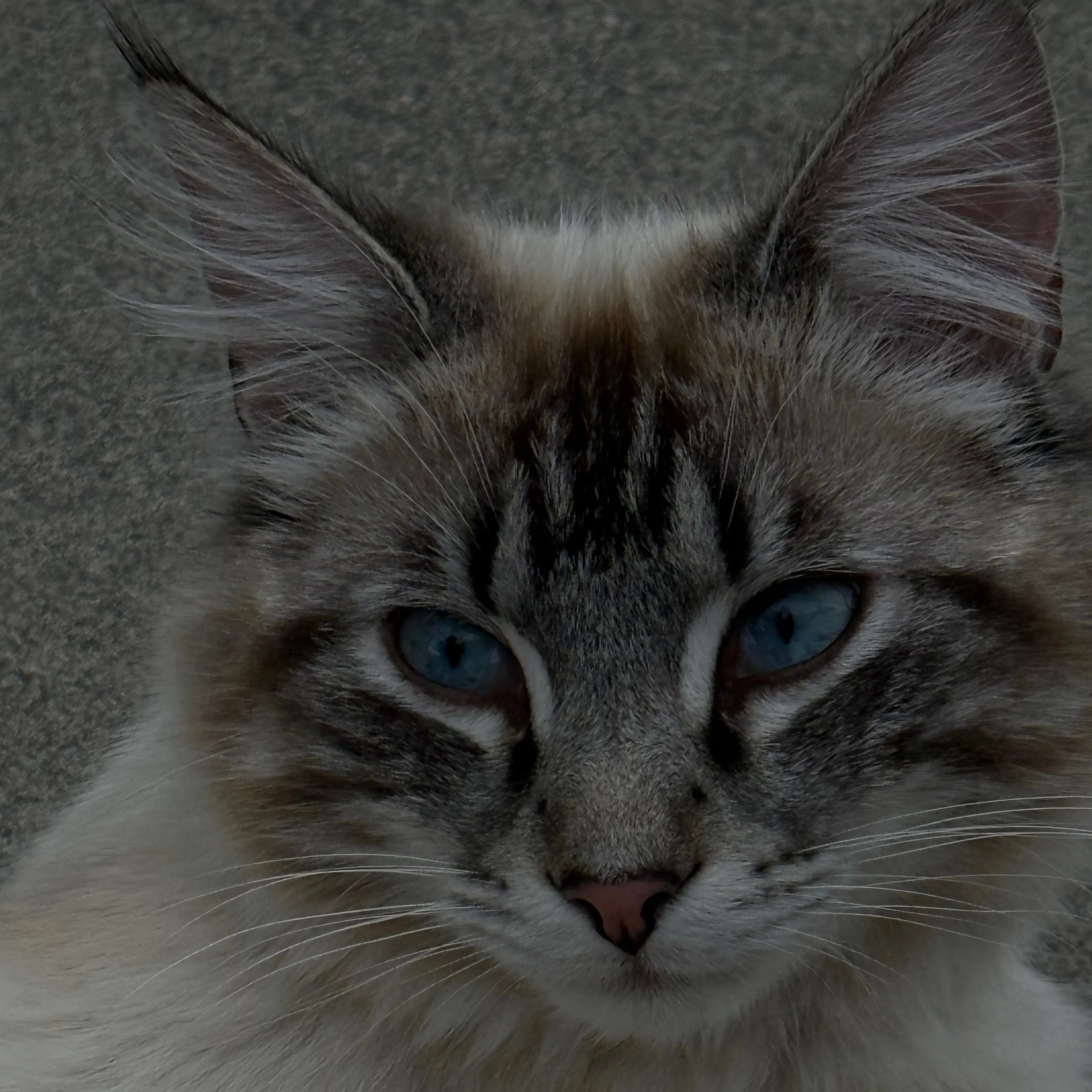 Lost pet-2