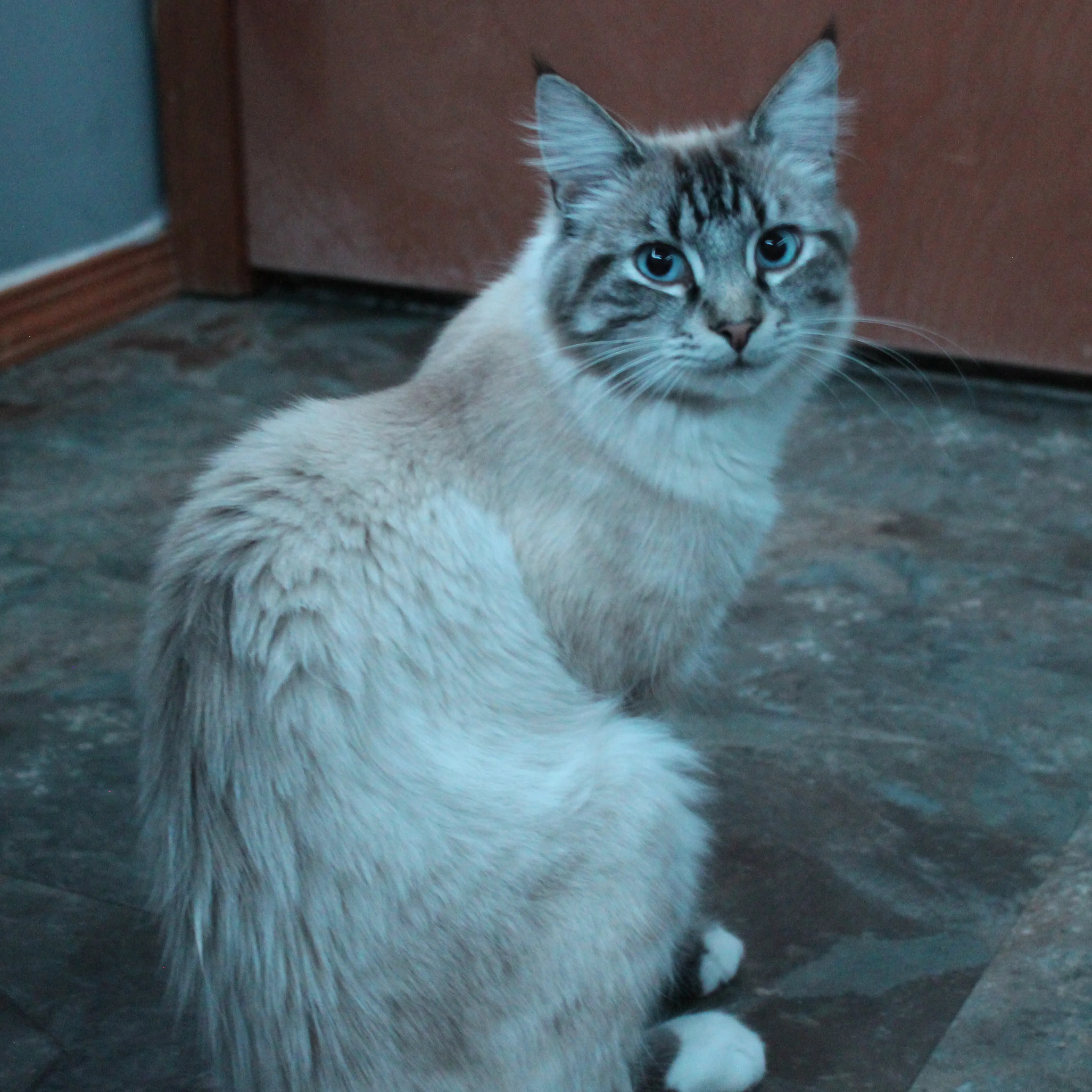 Lost pet-1