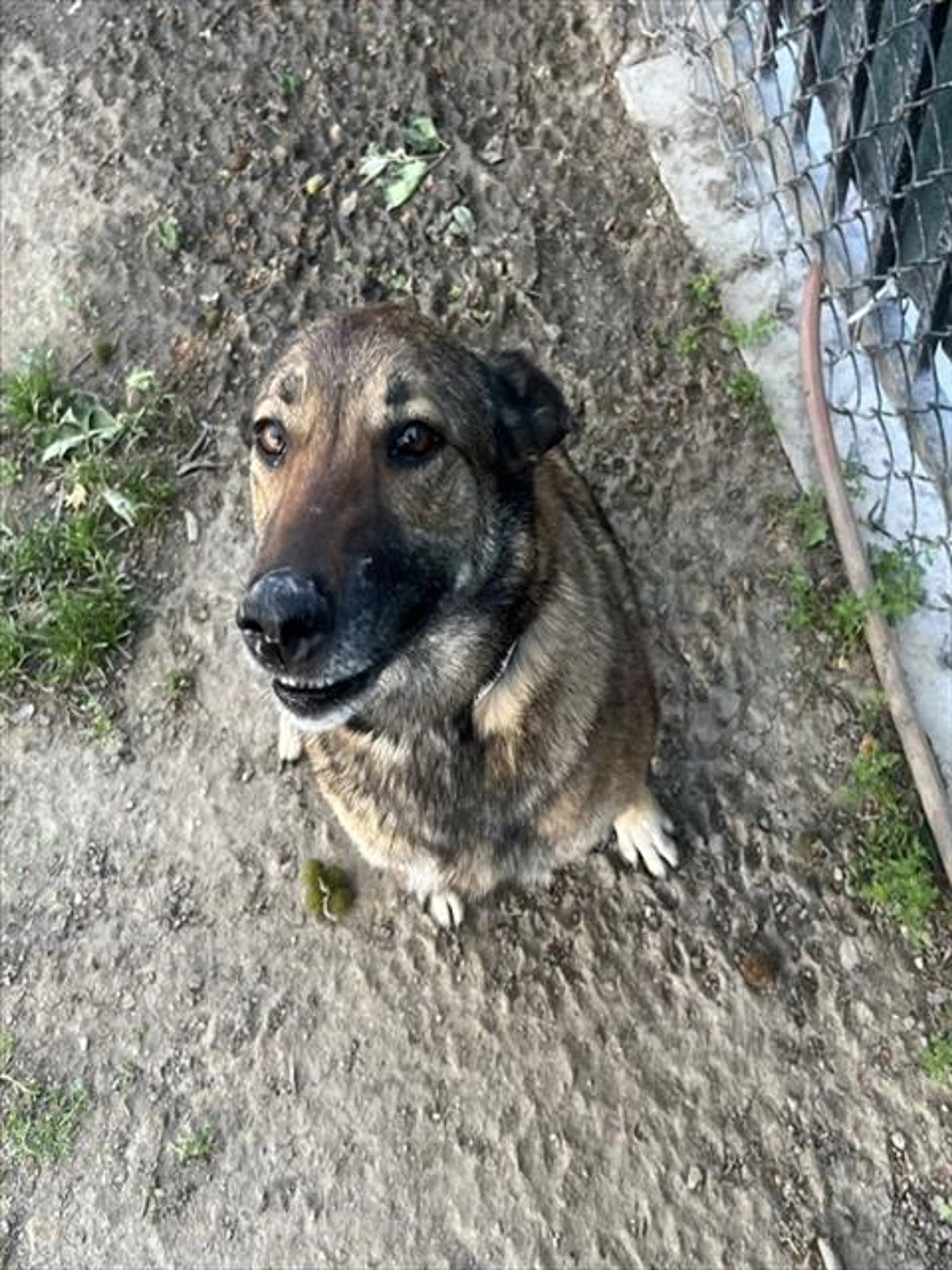 Found pet