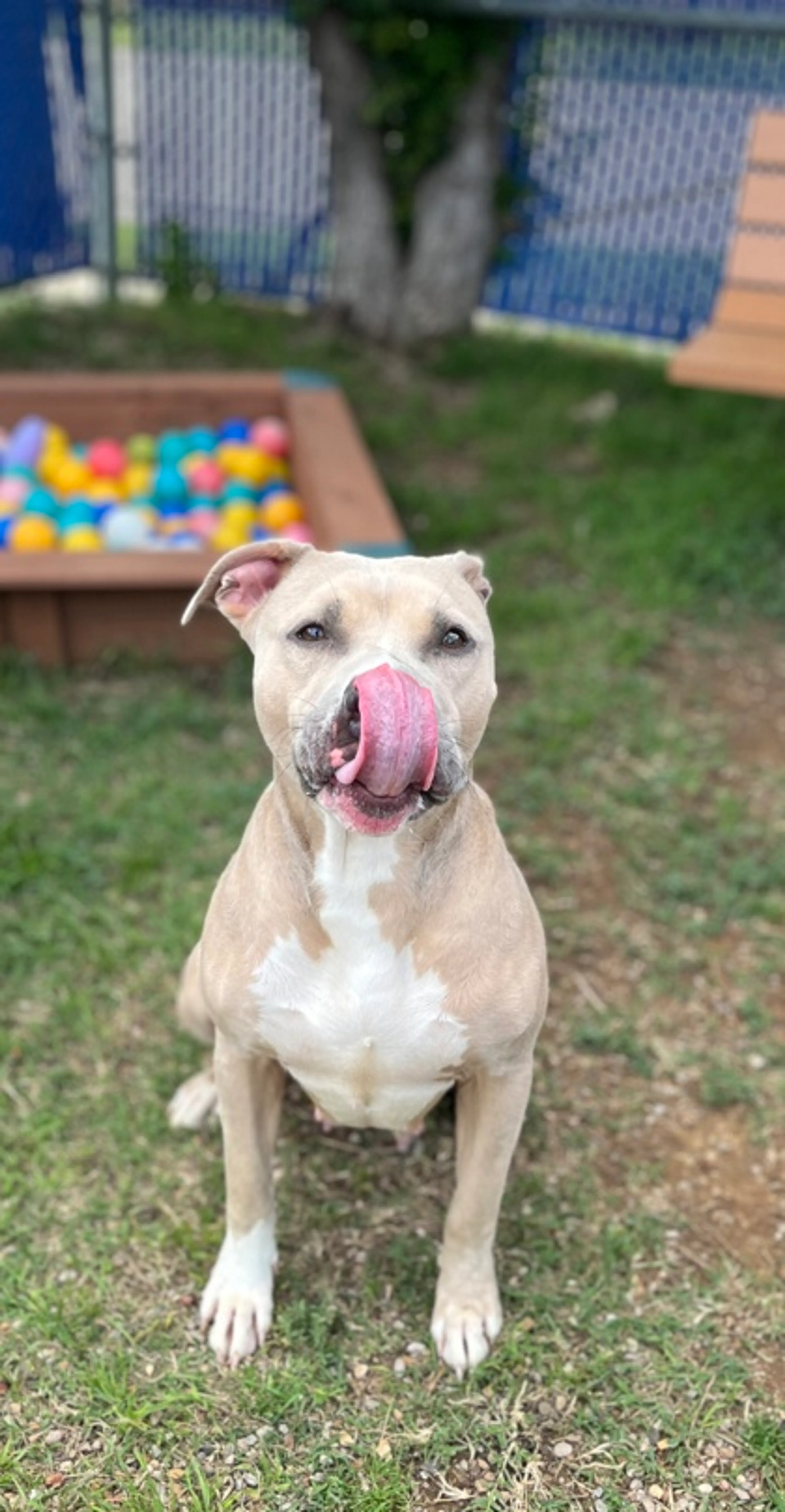 Found pet-2