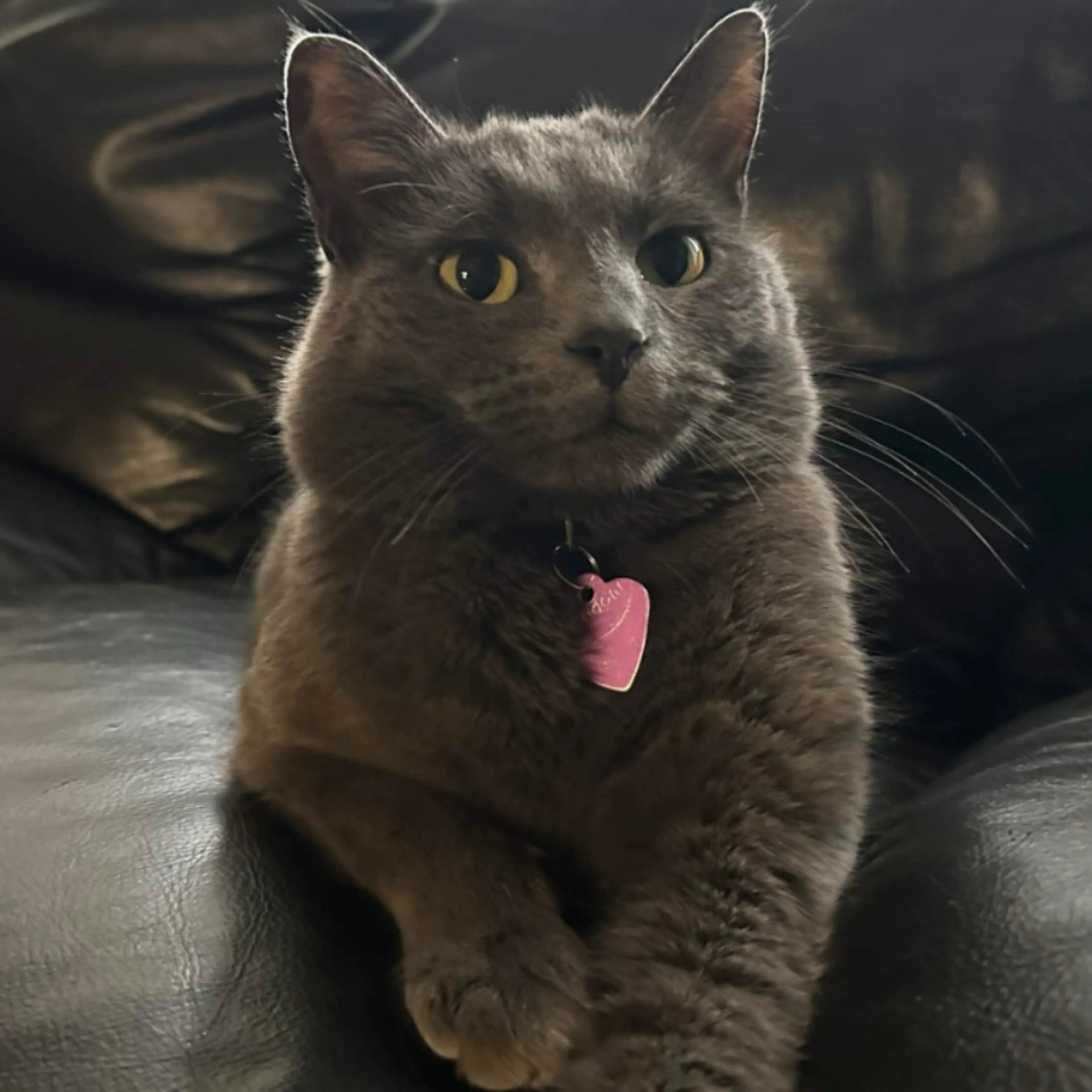 Lost pet
