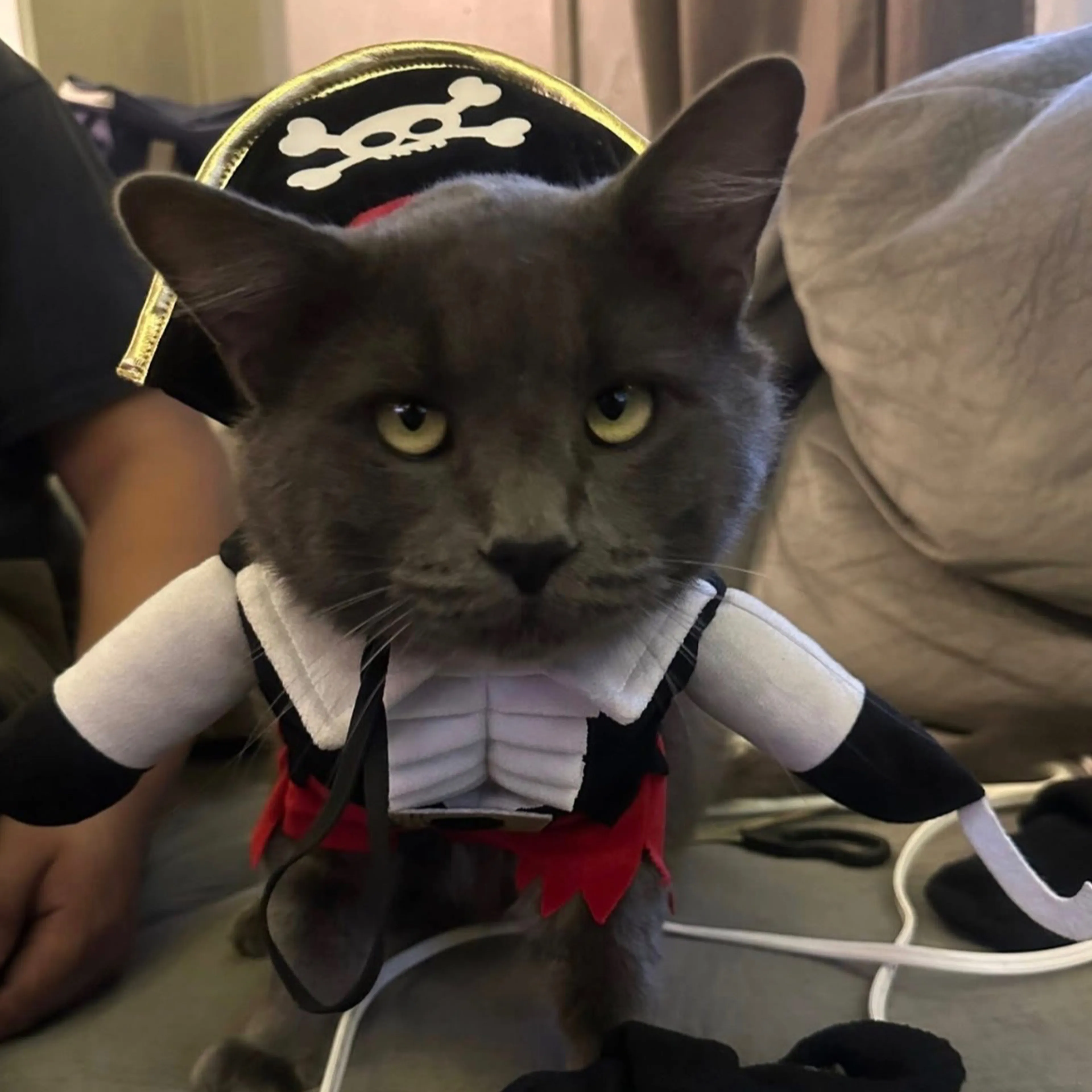 Lost pet-2