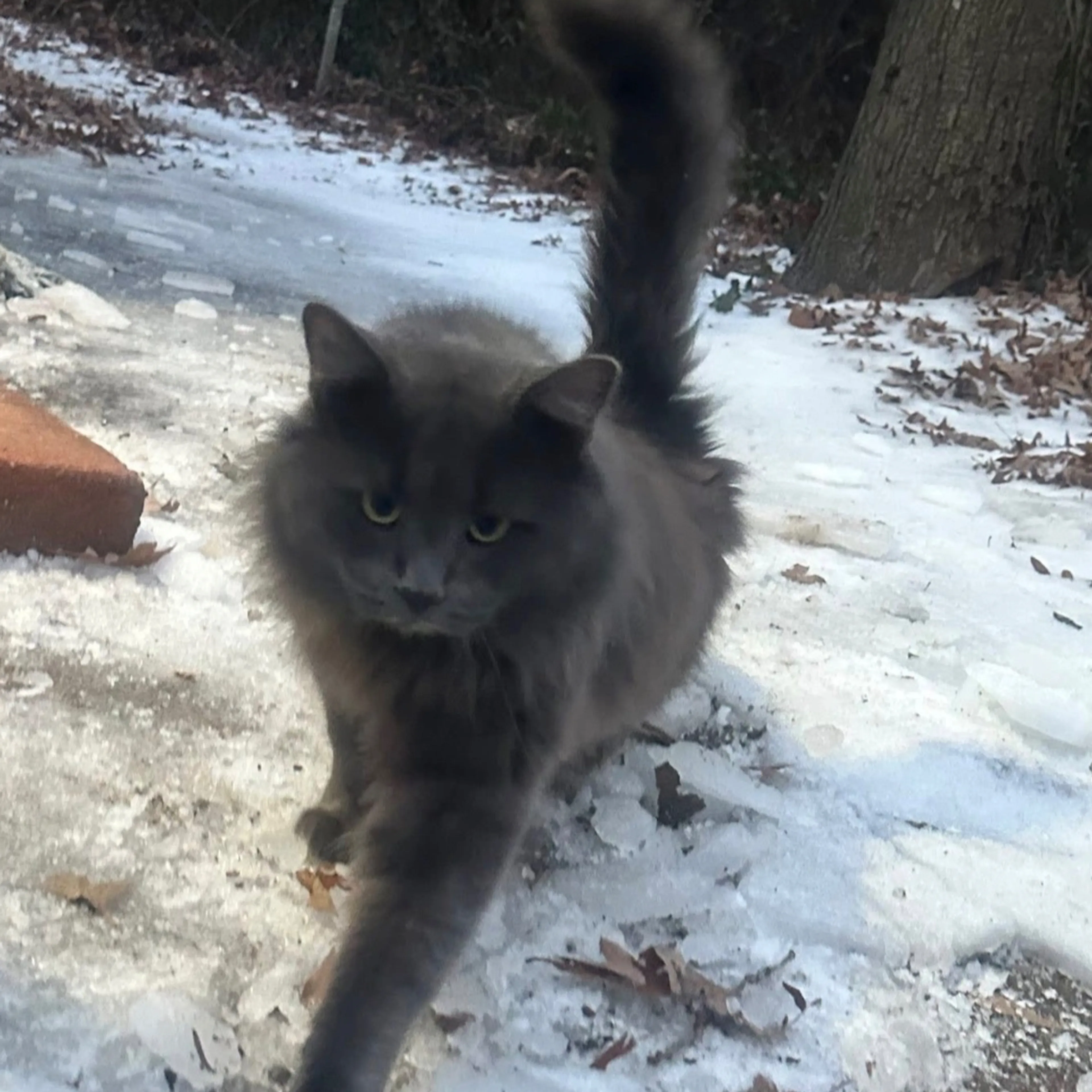 Lost pet-1