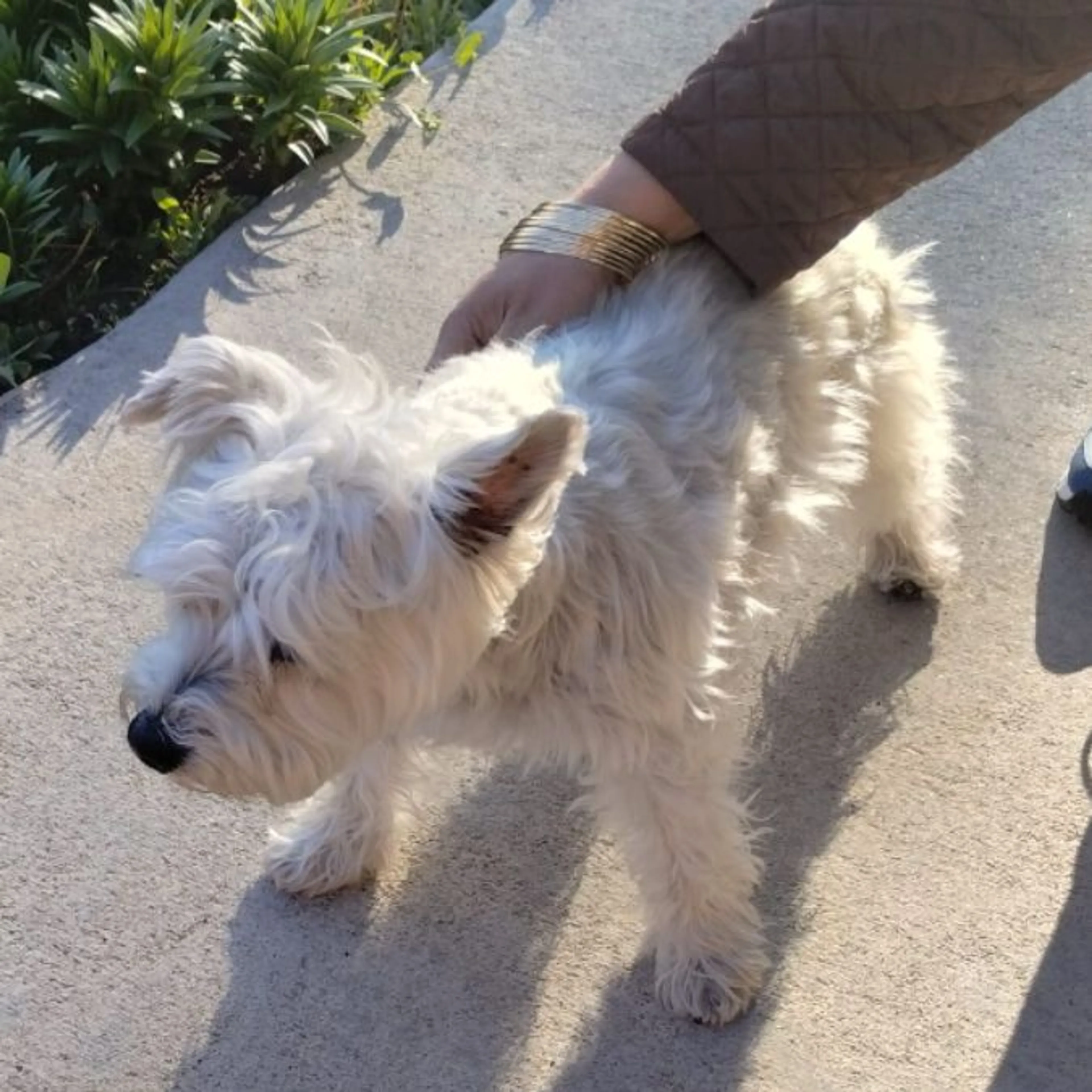 Found pet