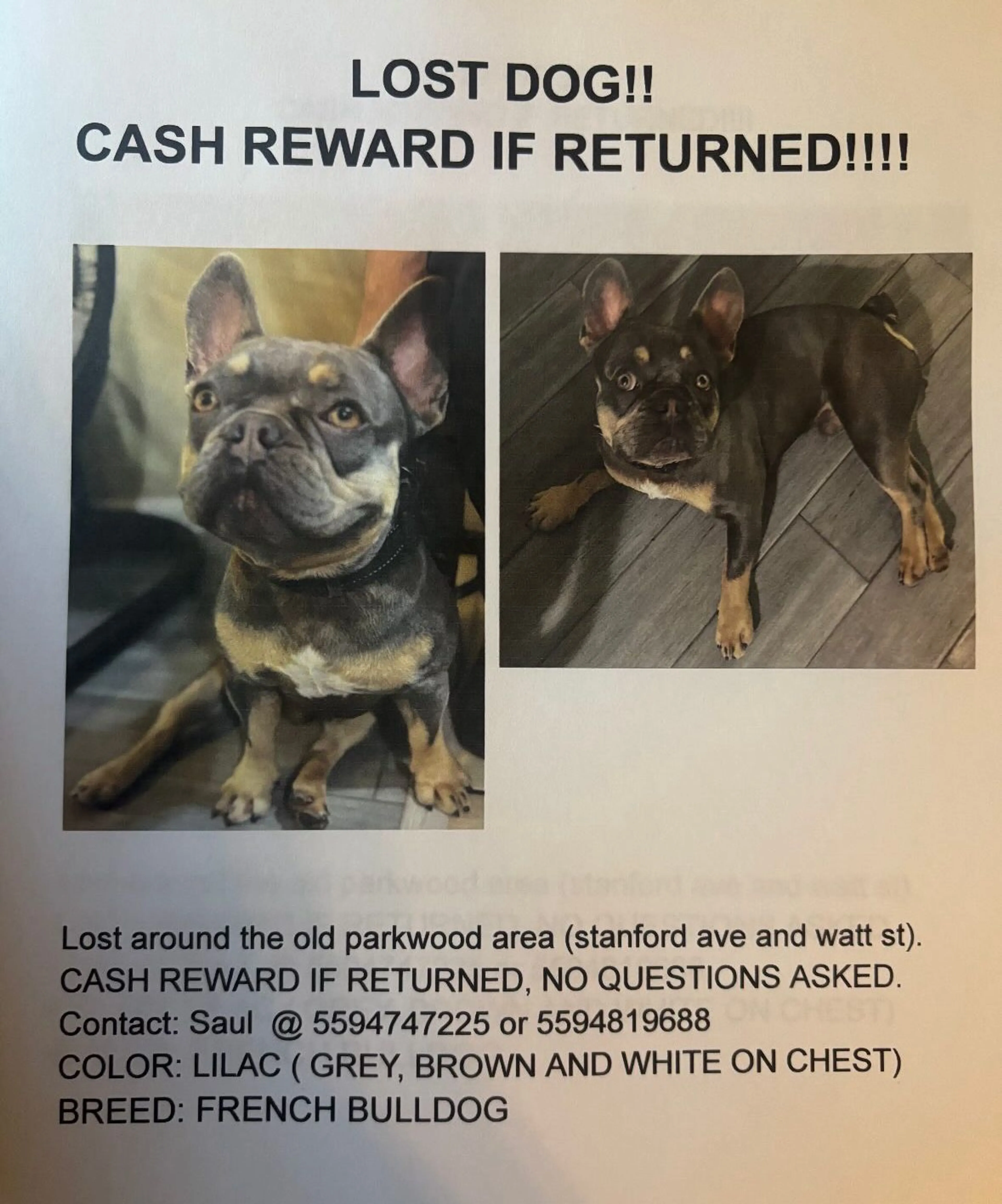 Lost pet-2