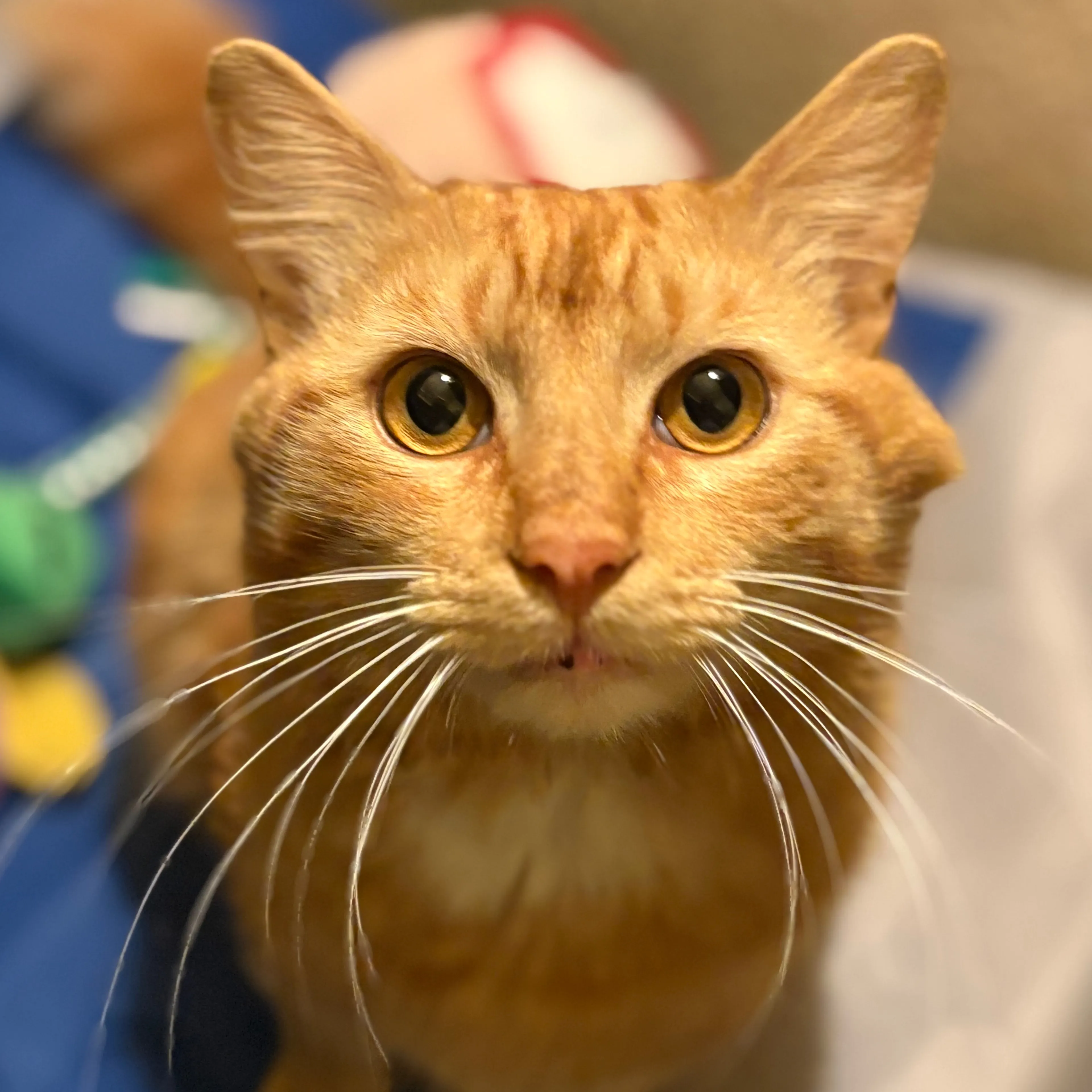 Found pet-2