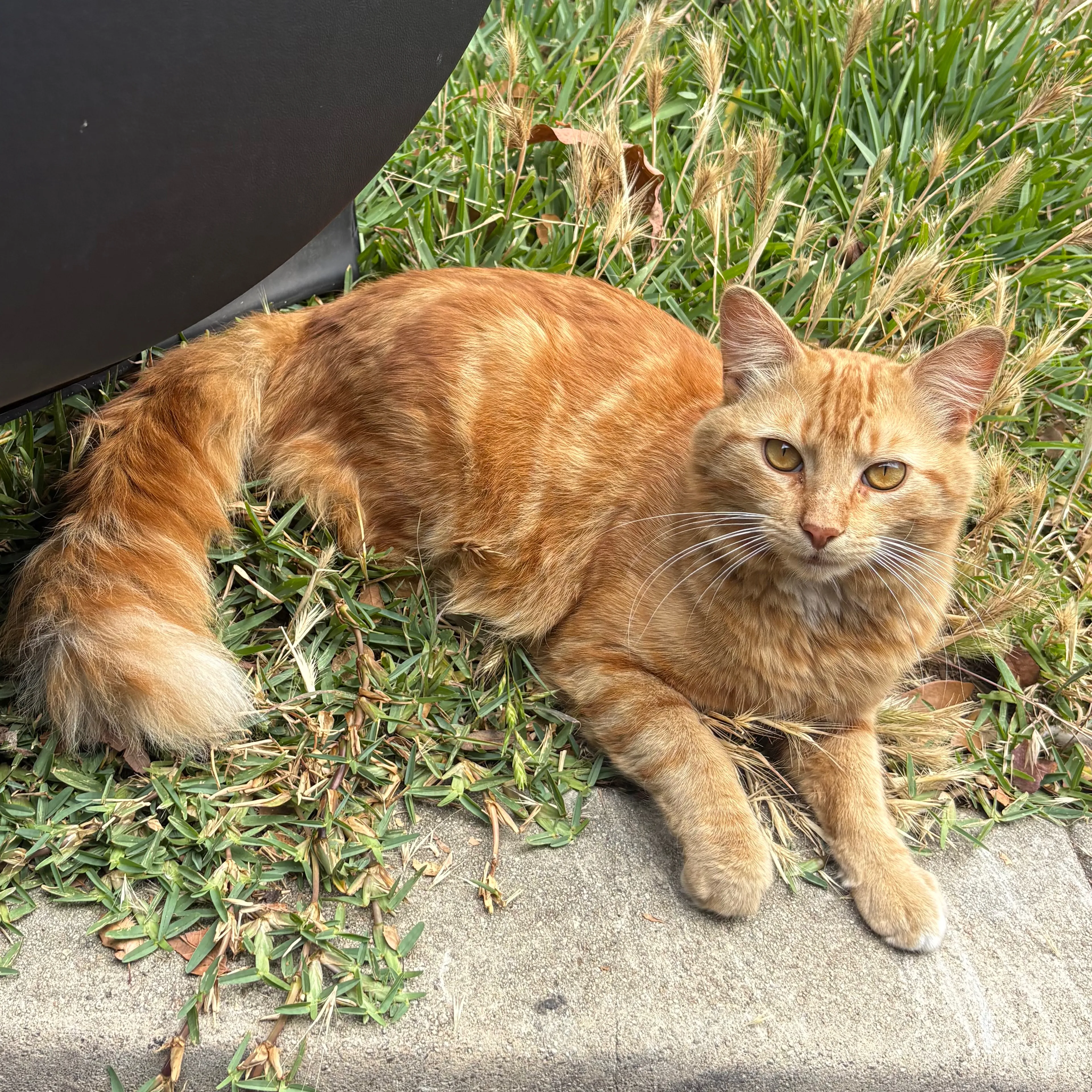 Found pet-1