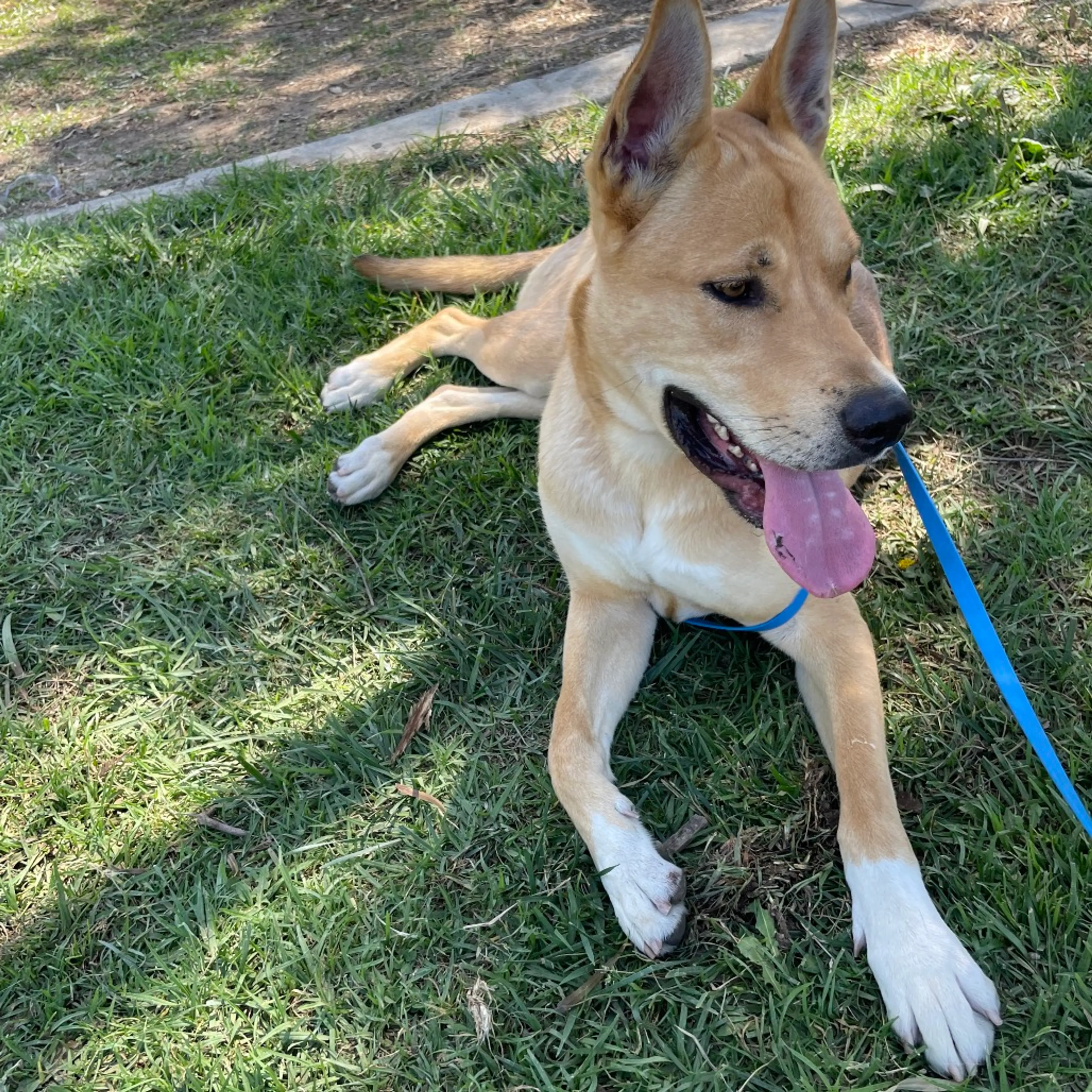 Found pet-2