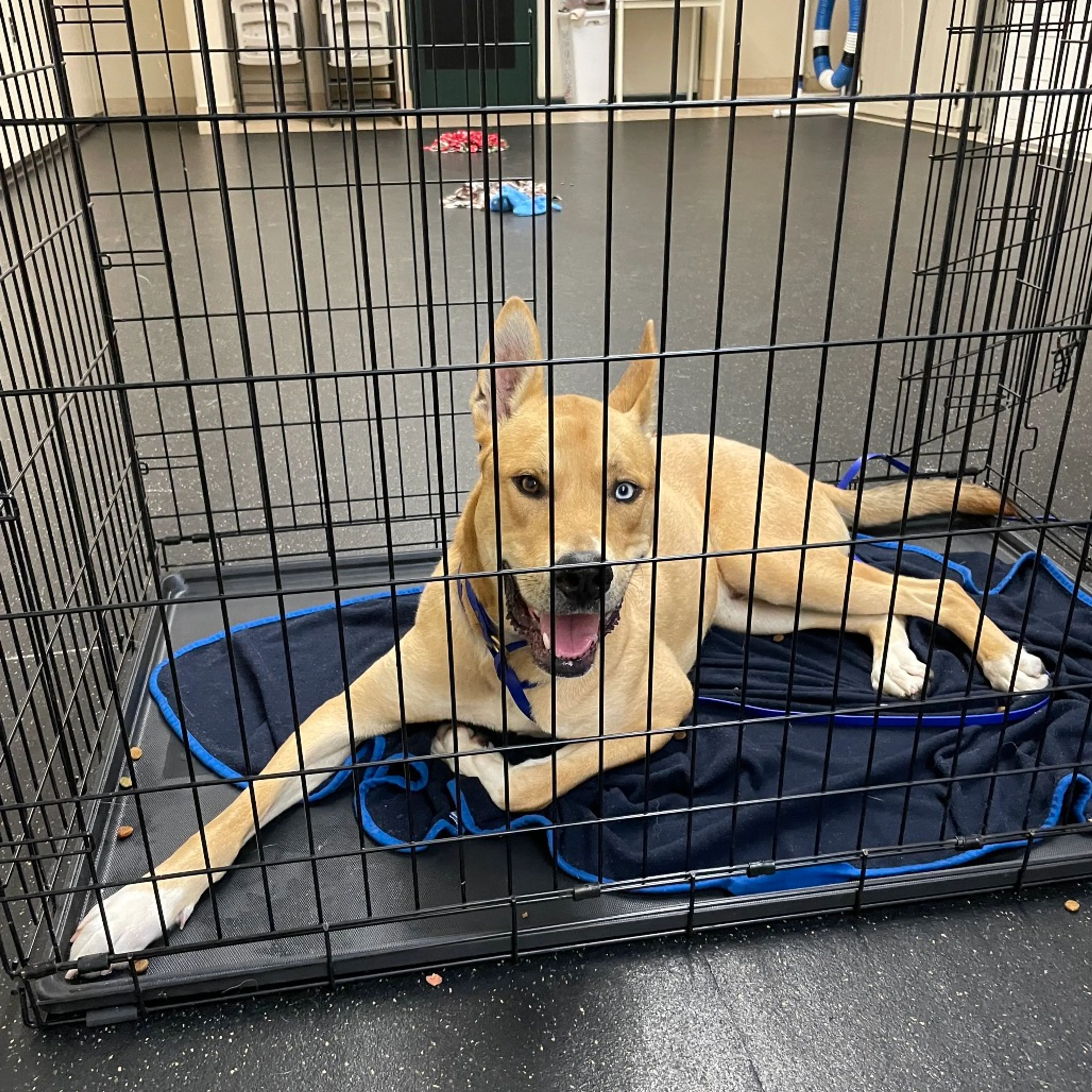 Found pet-3