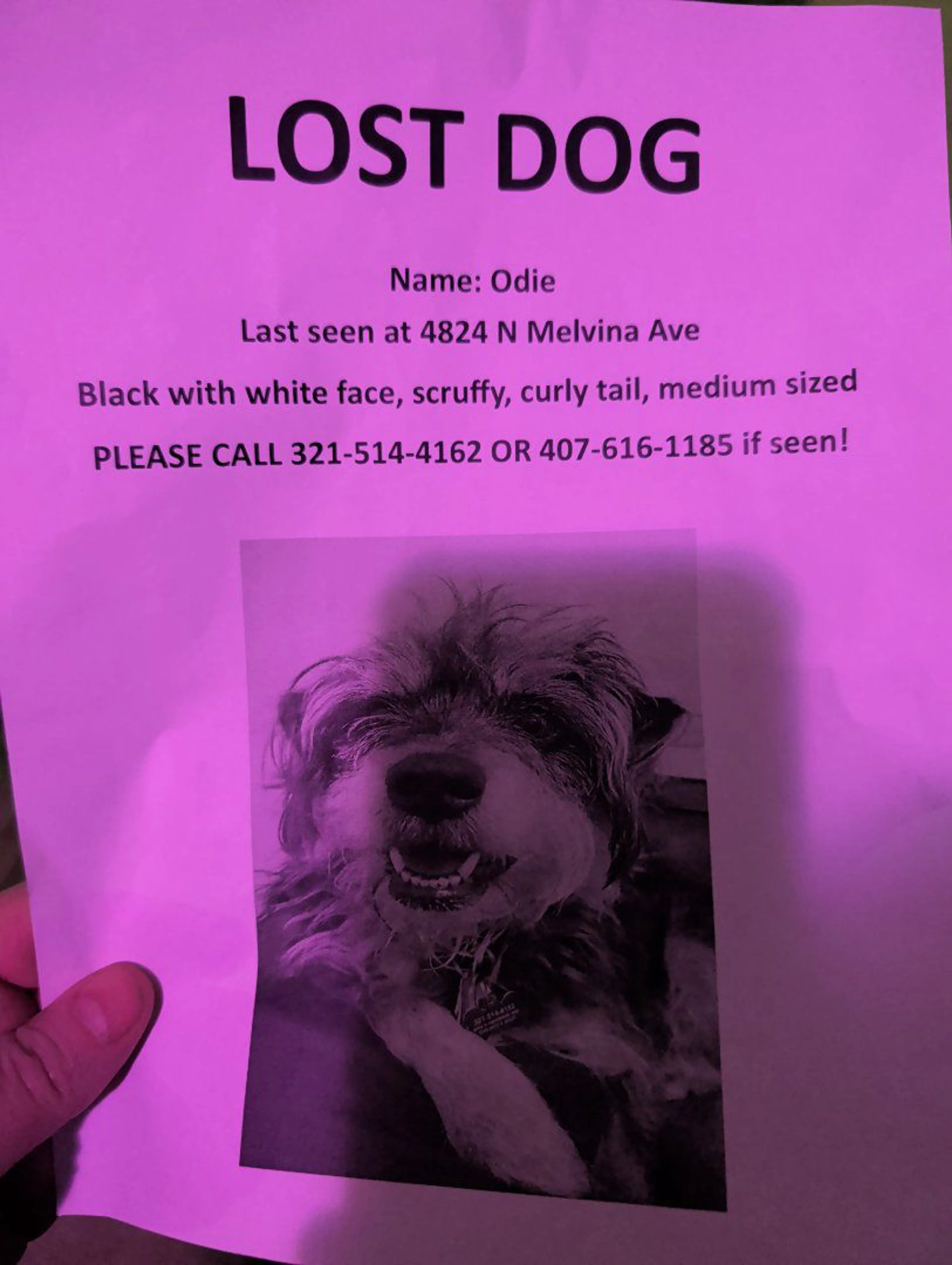 Lost pet
